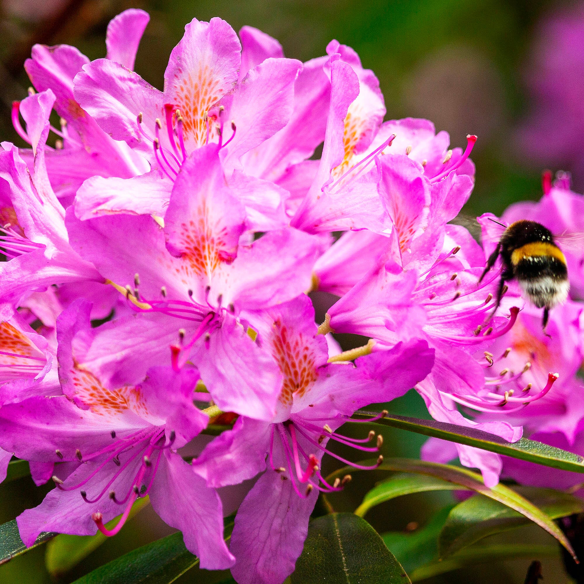 Rhododendron - Image 2