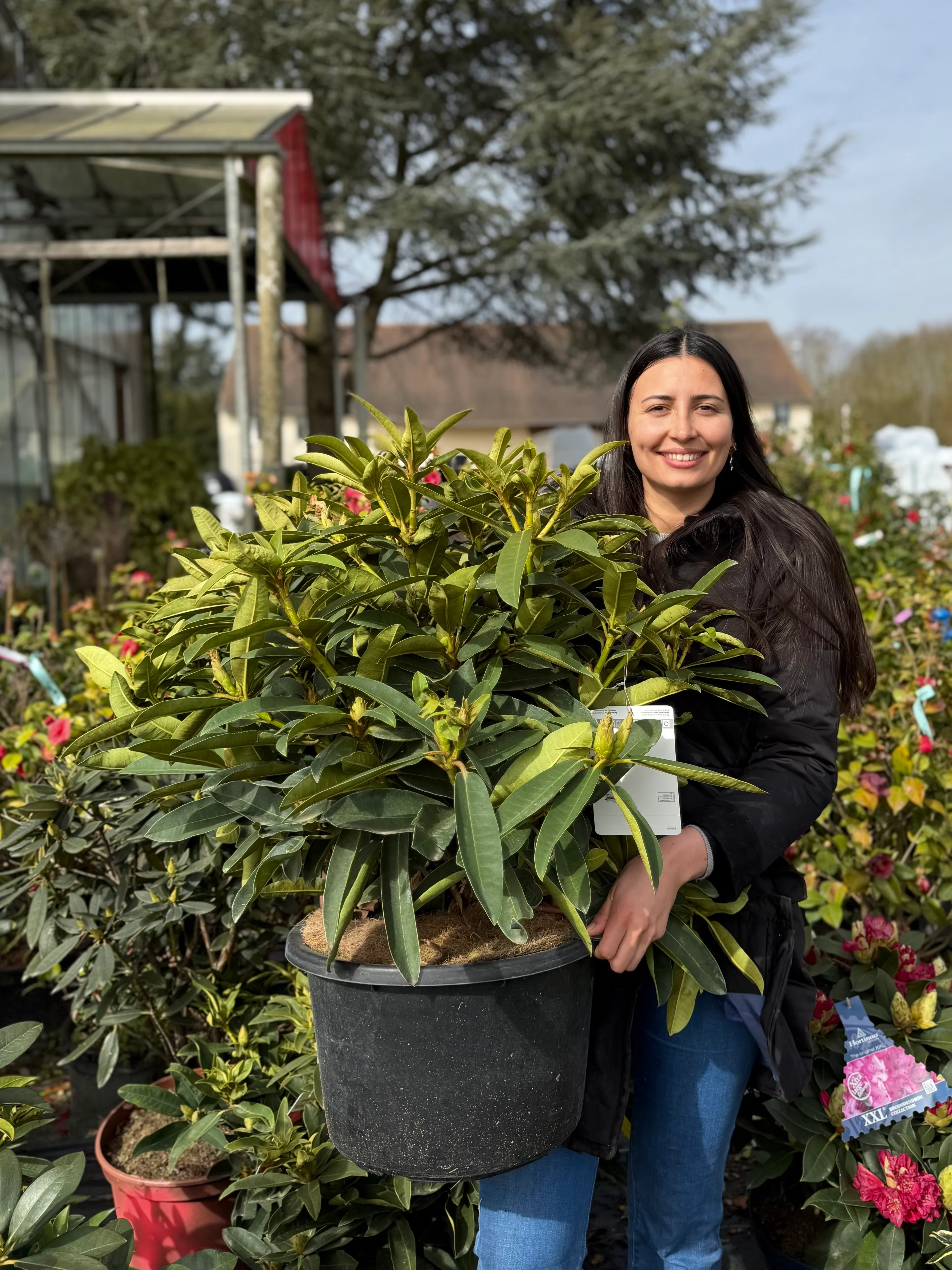 Rhododendron - Image 22