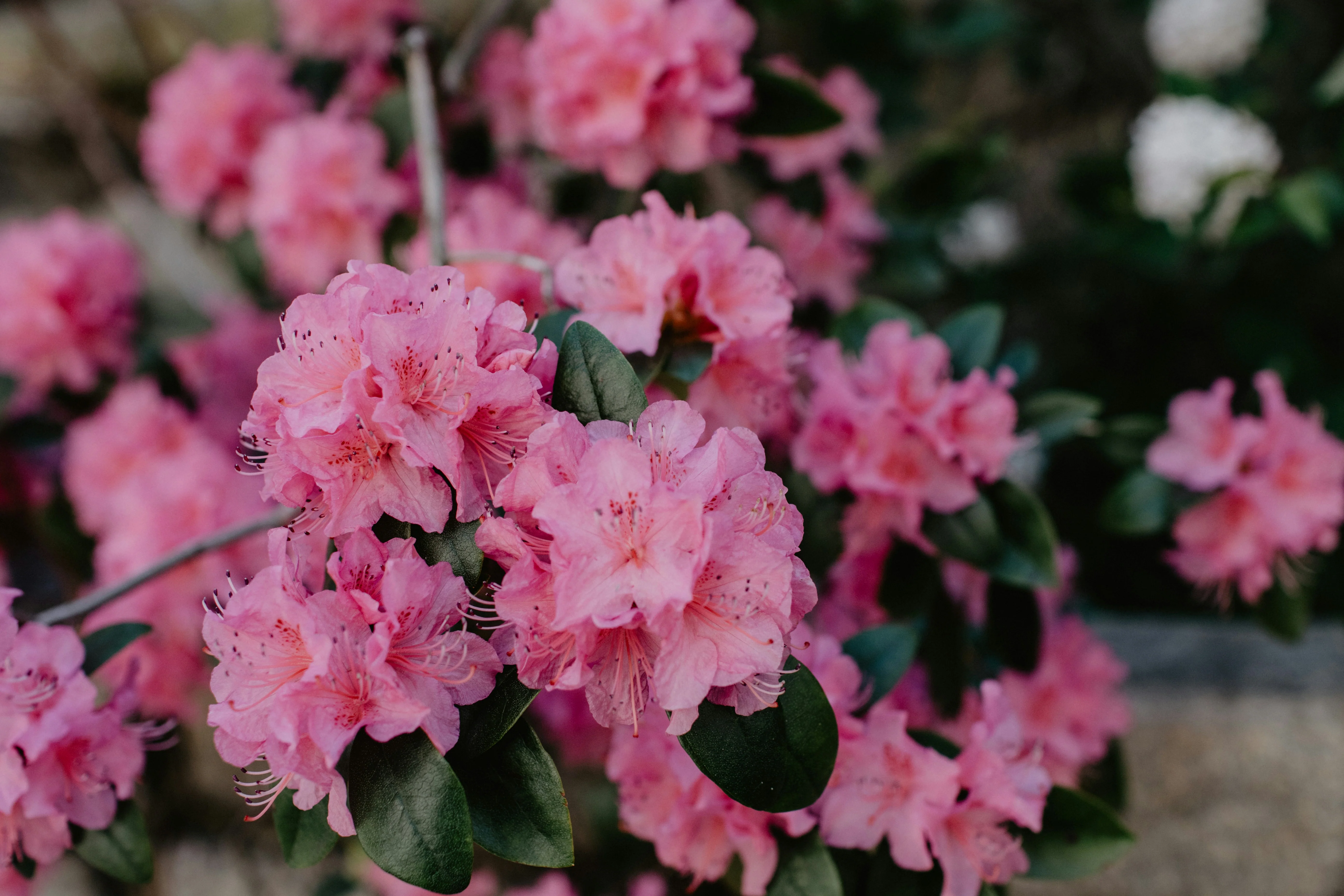 Rhododendron - Image 3