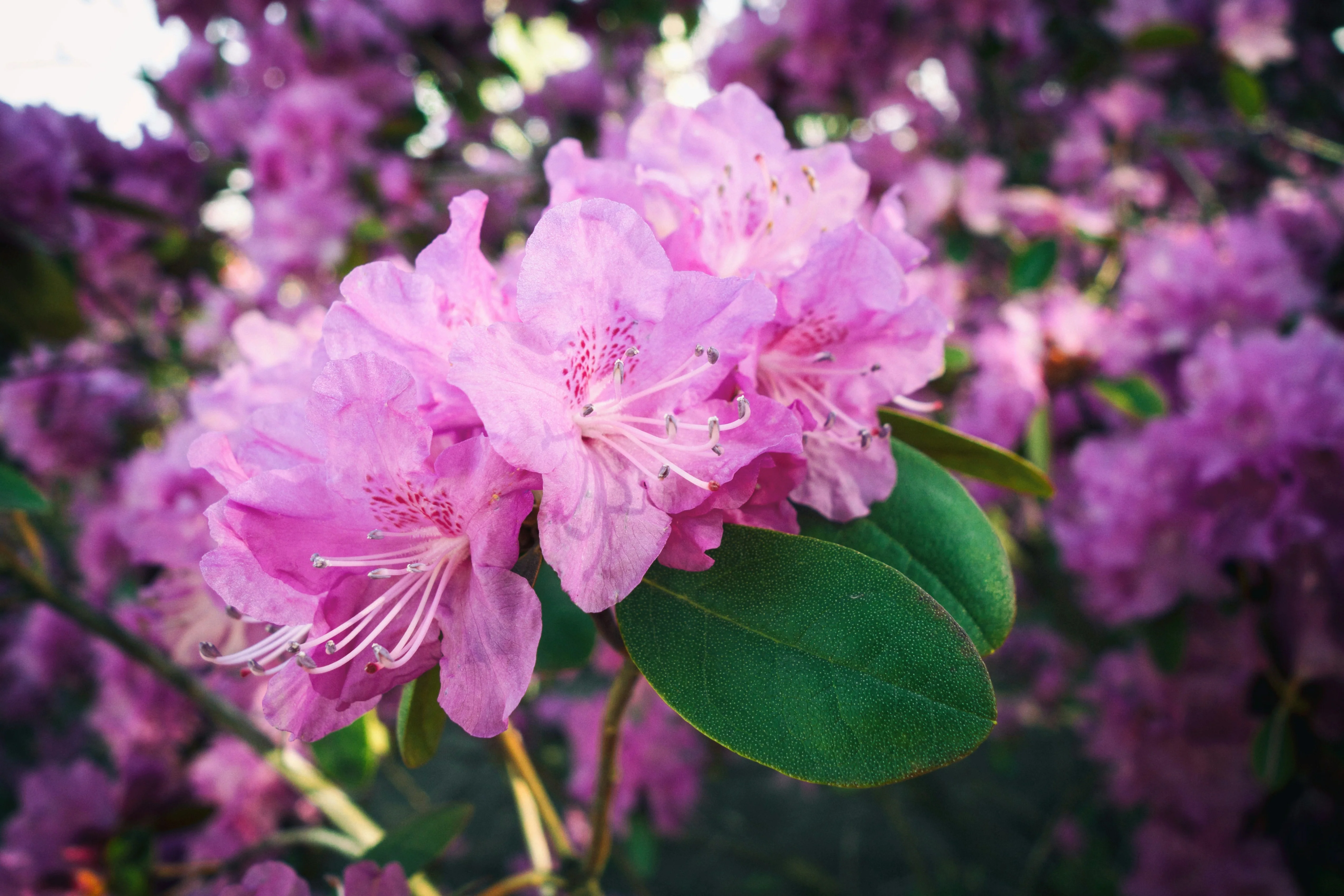 Rhododendron - Image 4