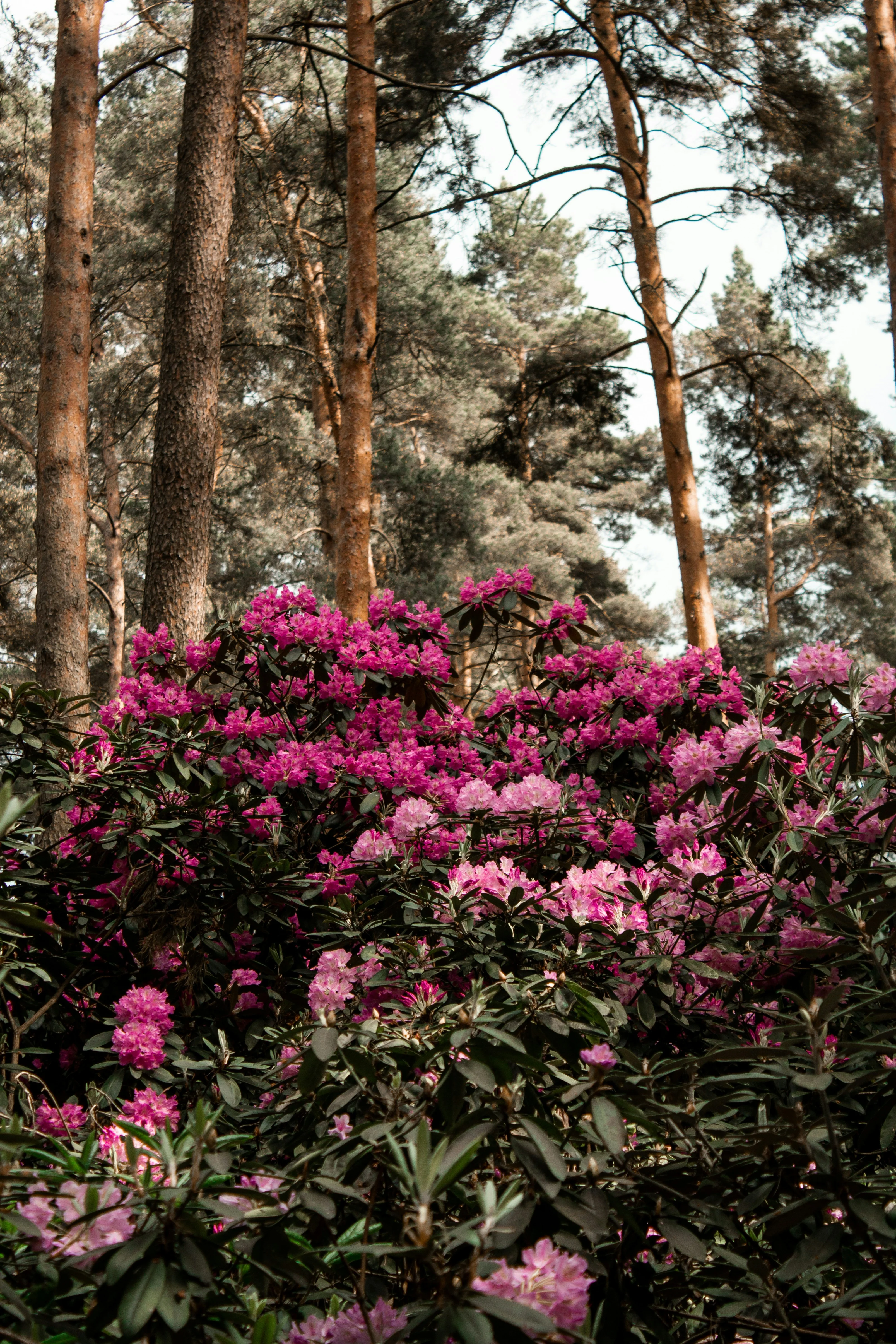 Rhododendron - Image 9