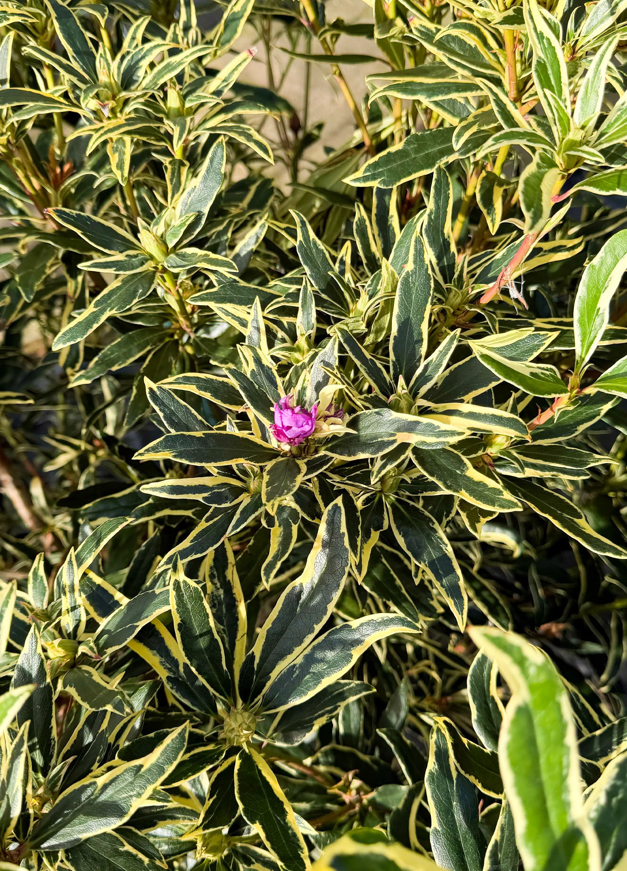 Rhododendron Panaché - Image 2