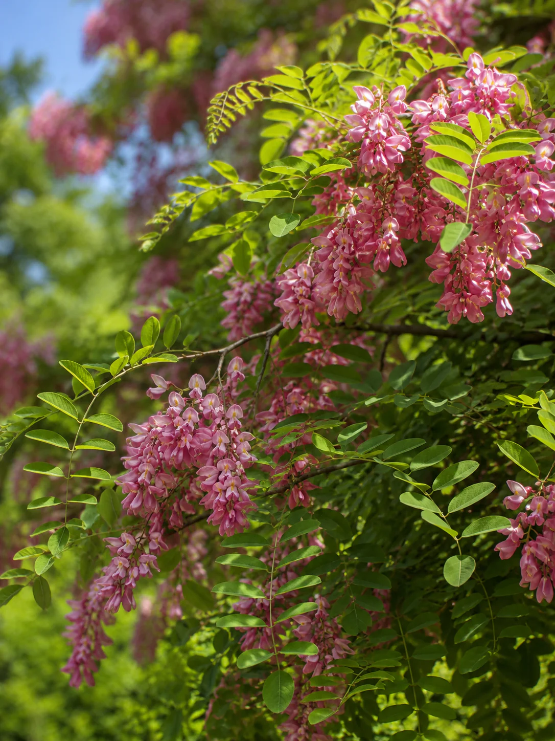 Robinia faux acacia à fleurs rouges (Robinia pseudoacacia Casque Rouge) - Image 2