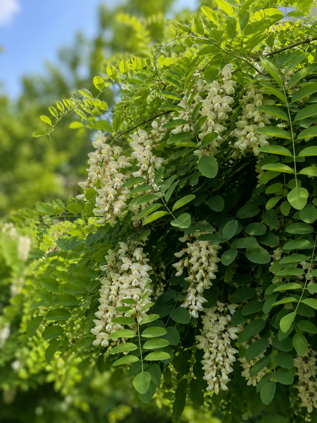 Robinier faux acacia en tige (Robinia pseudoacacia Umbraculifera) - Image 2
