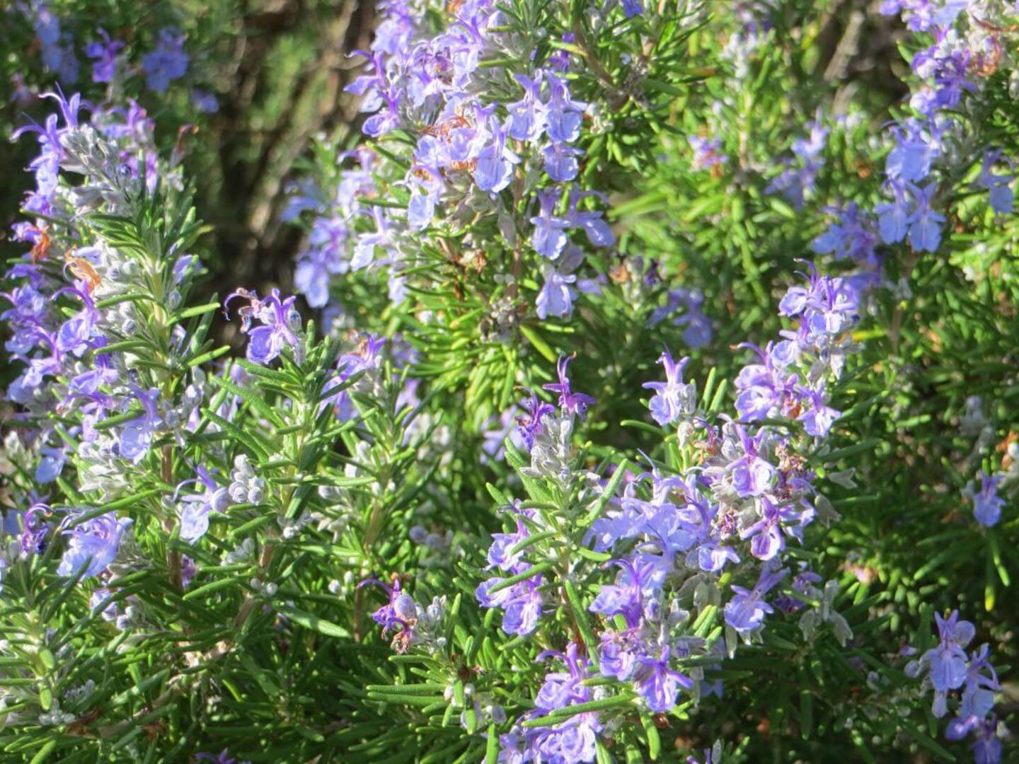Romarin Rampant (Rosmarinus Officinalis Prostratus) - Image 2