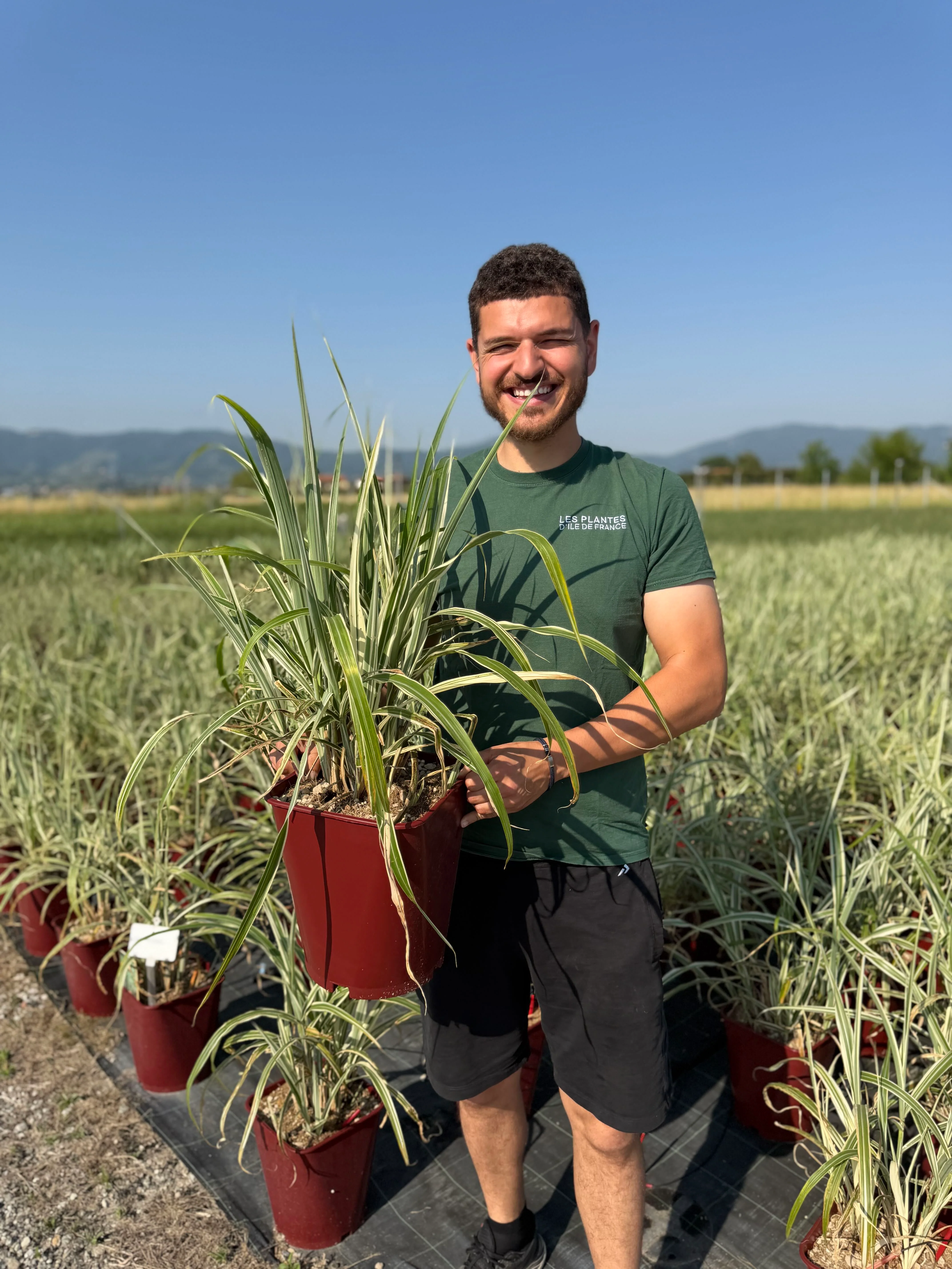 Roseau de Chine 'Cosmopolitan' (Miscanthus sinensis Cosmopolitan) - Image 3