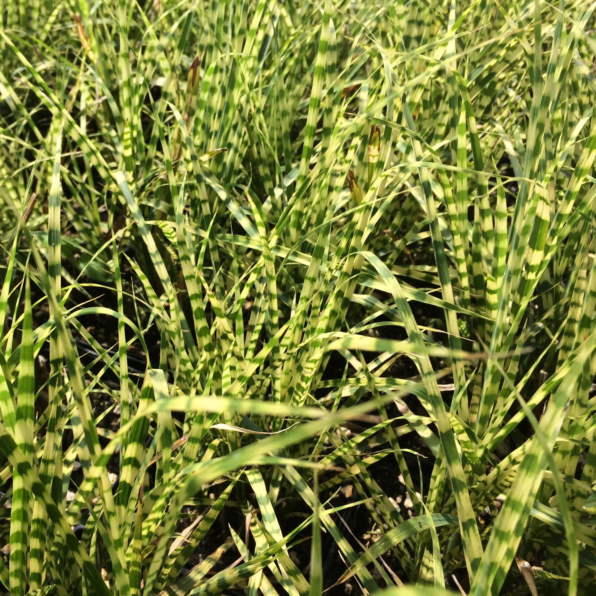 Roseau de Chine (Miscanthus Sinensis) - Image 3