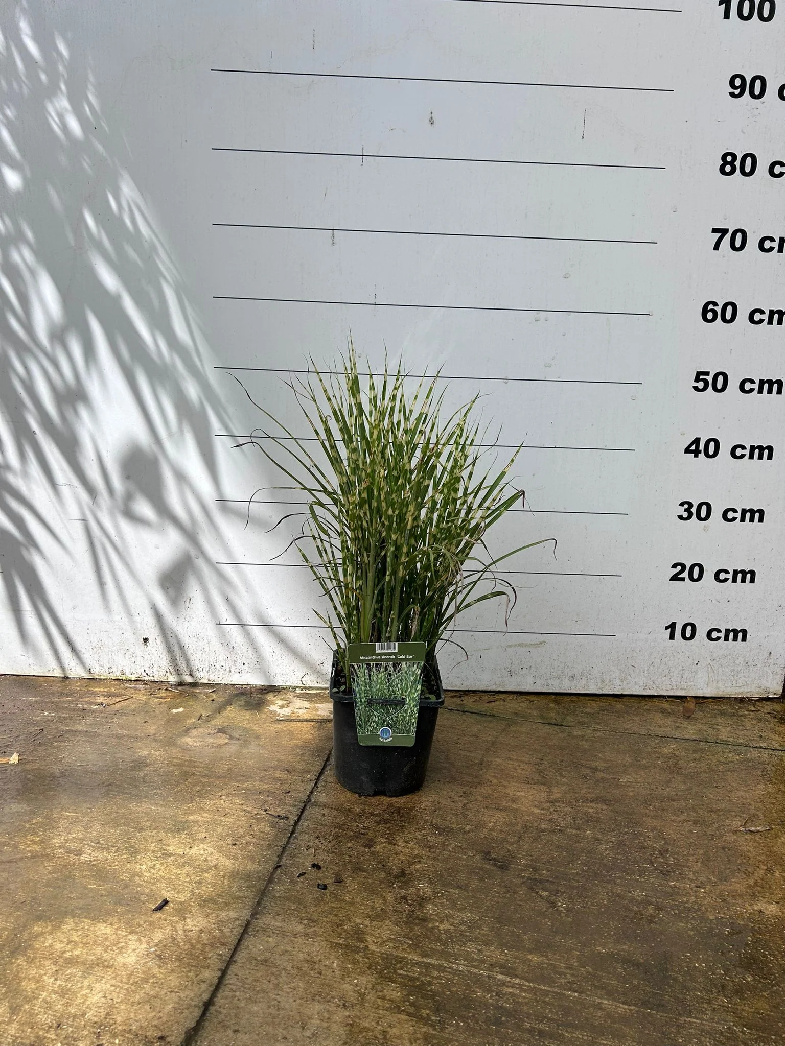 Roseau de Chine (Miscanthus Sinensis) - Image 4