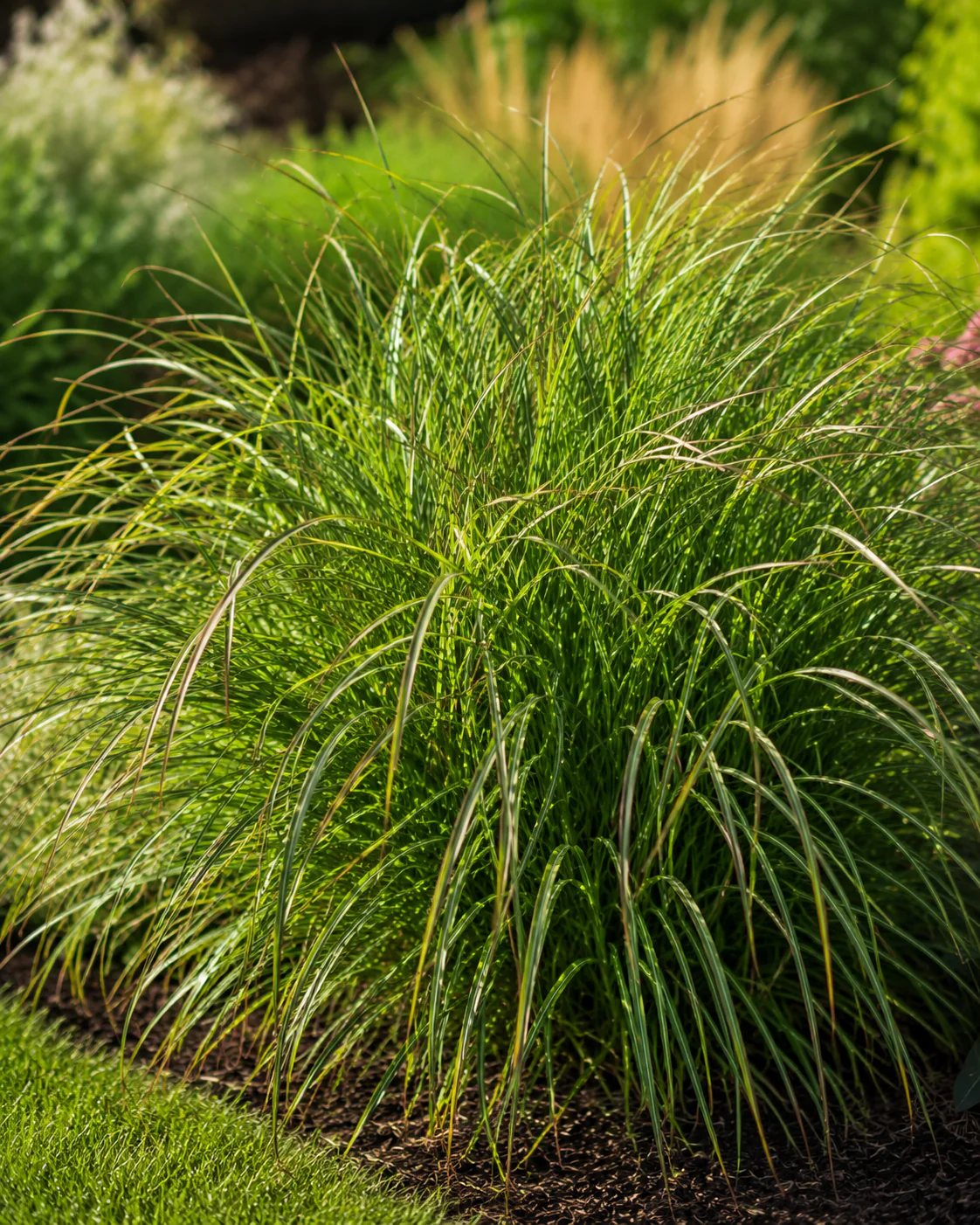 Roseau de Chine 'Red Chief' (Miscanthus sinensis Red Chief) - Image 2