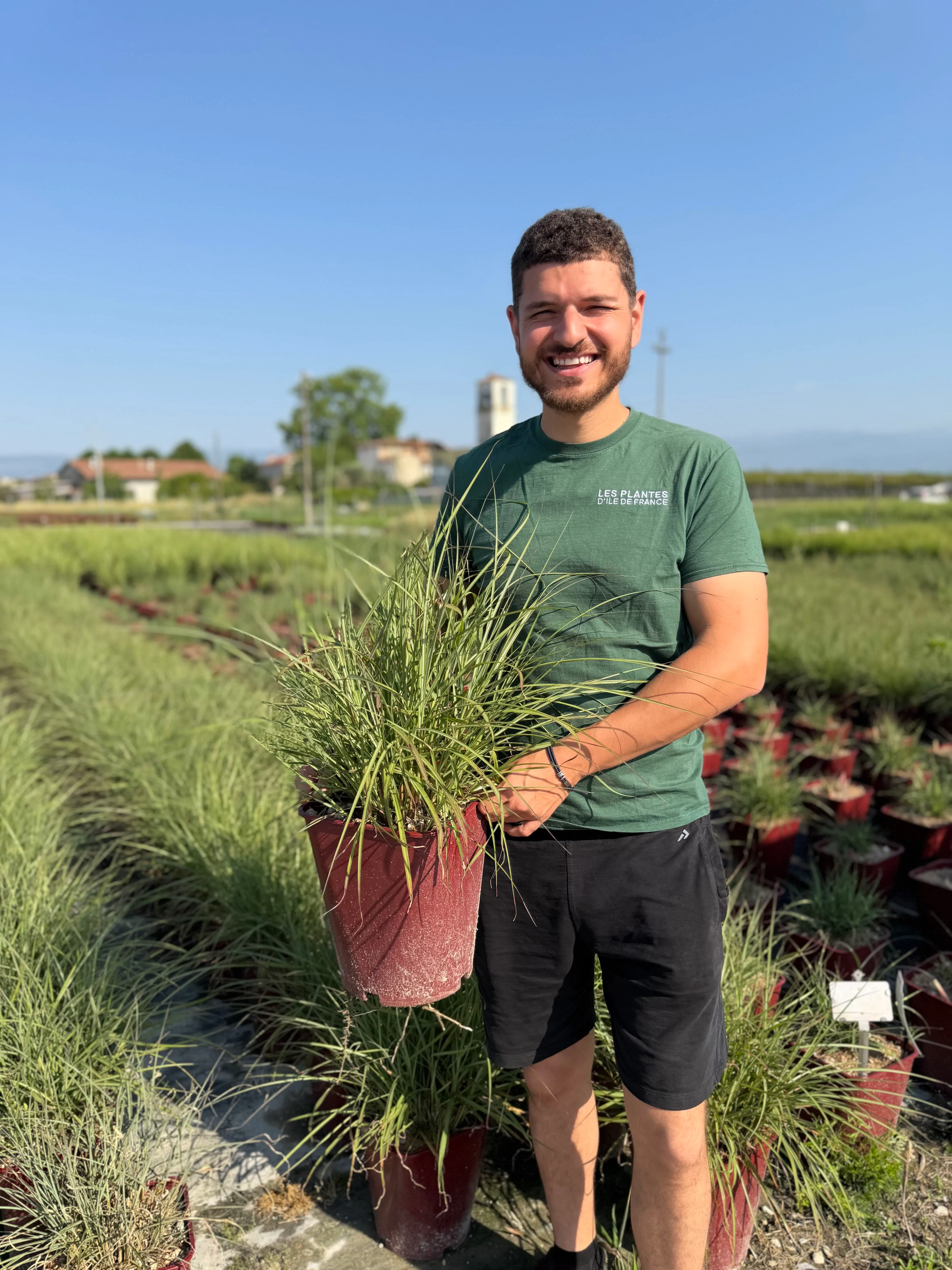 Roseau de Chine 'Red Chief' (Miscanthus sinensis Red Chief) - Image 3