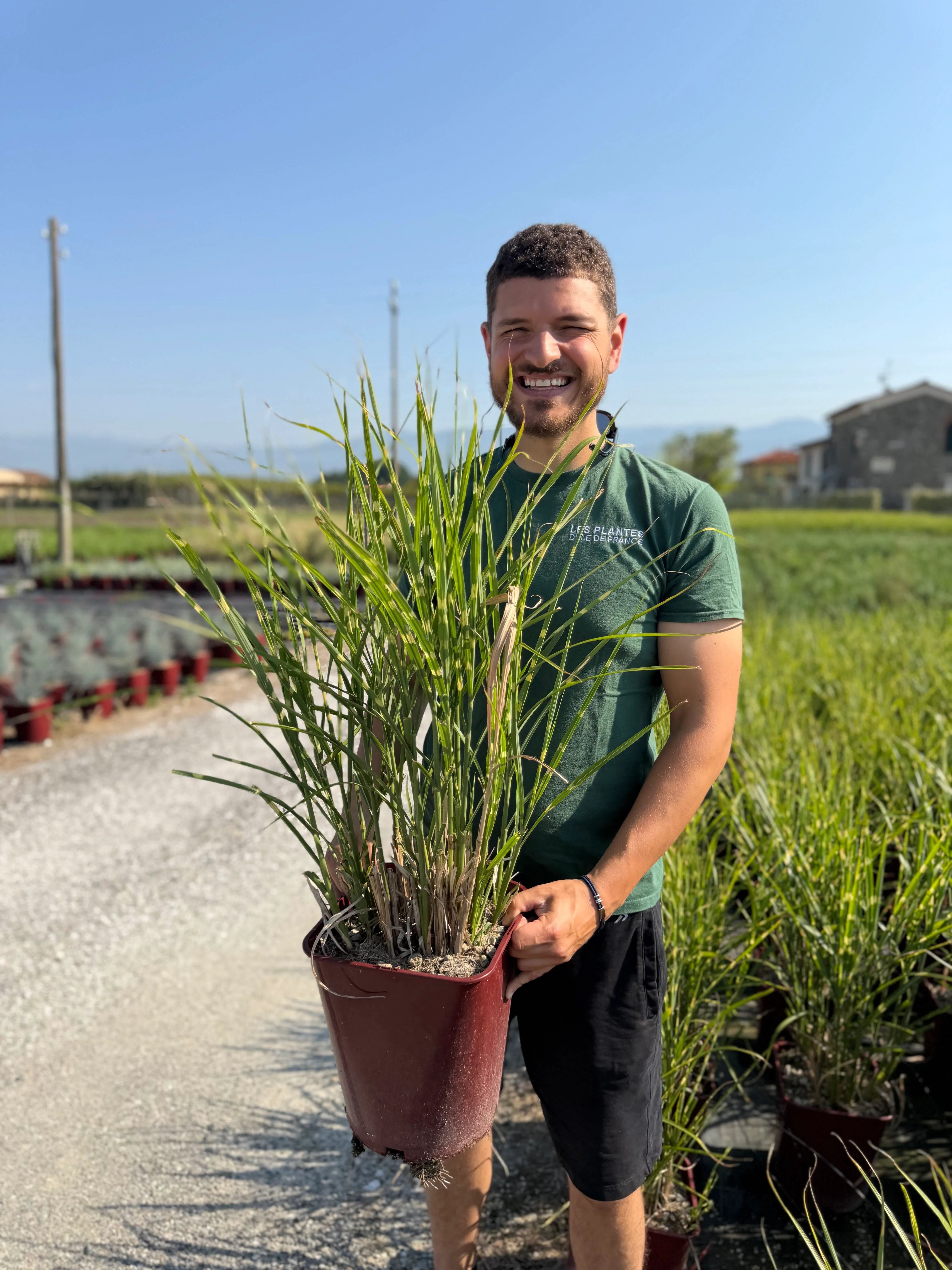 Roseau de Chine 'Strictus' (Miscanthus sinensis Strictus) - Image 3