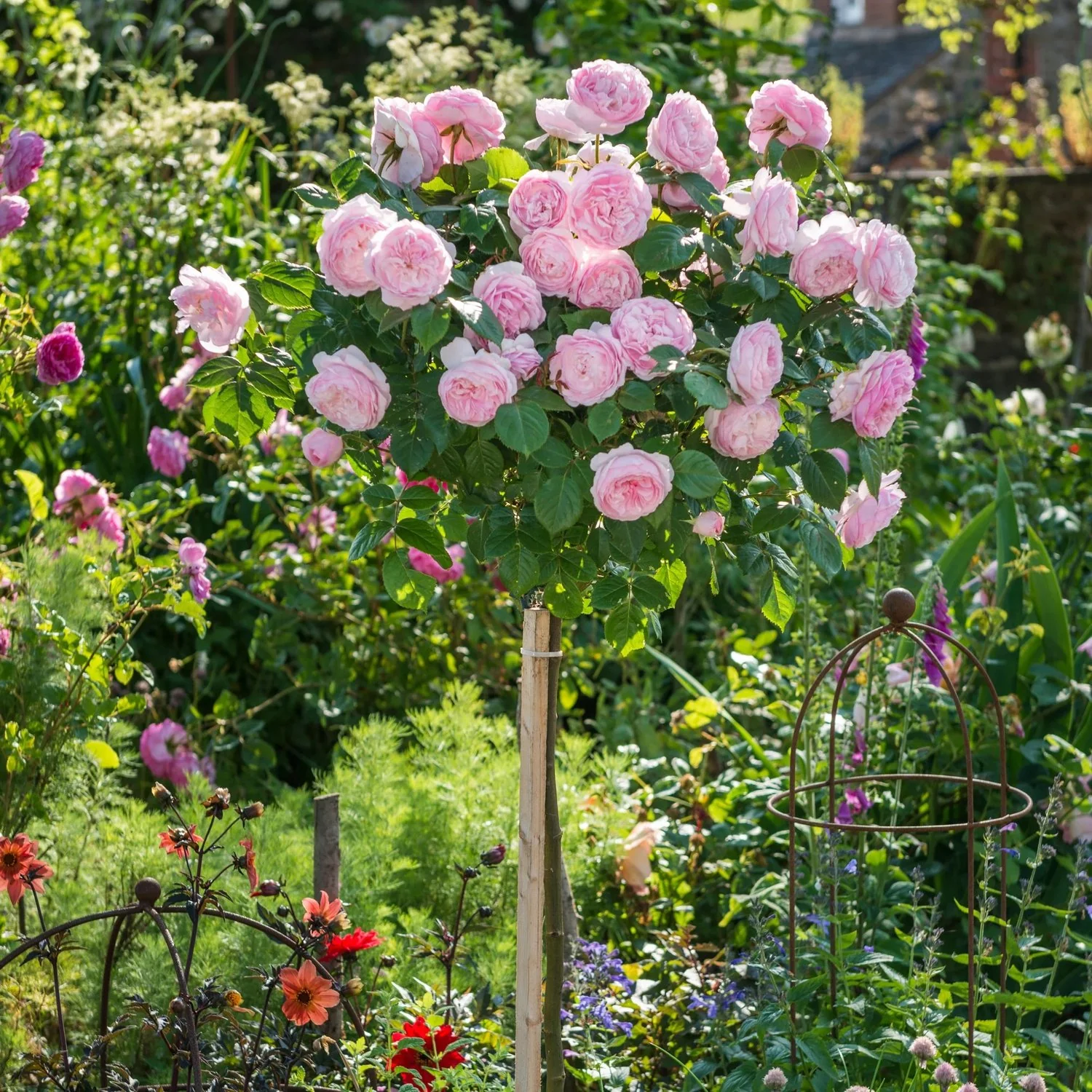 Rosier Demi-Tige - Image 4