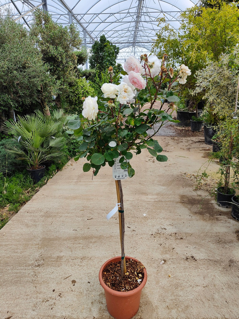 Rosier Demi-Tige - Image 6