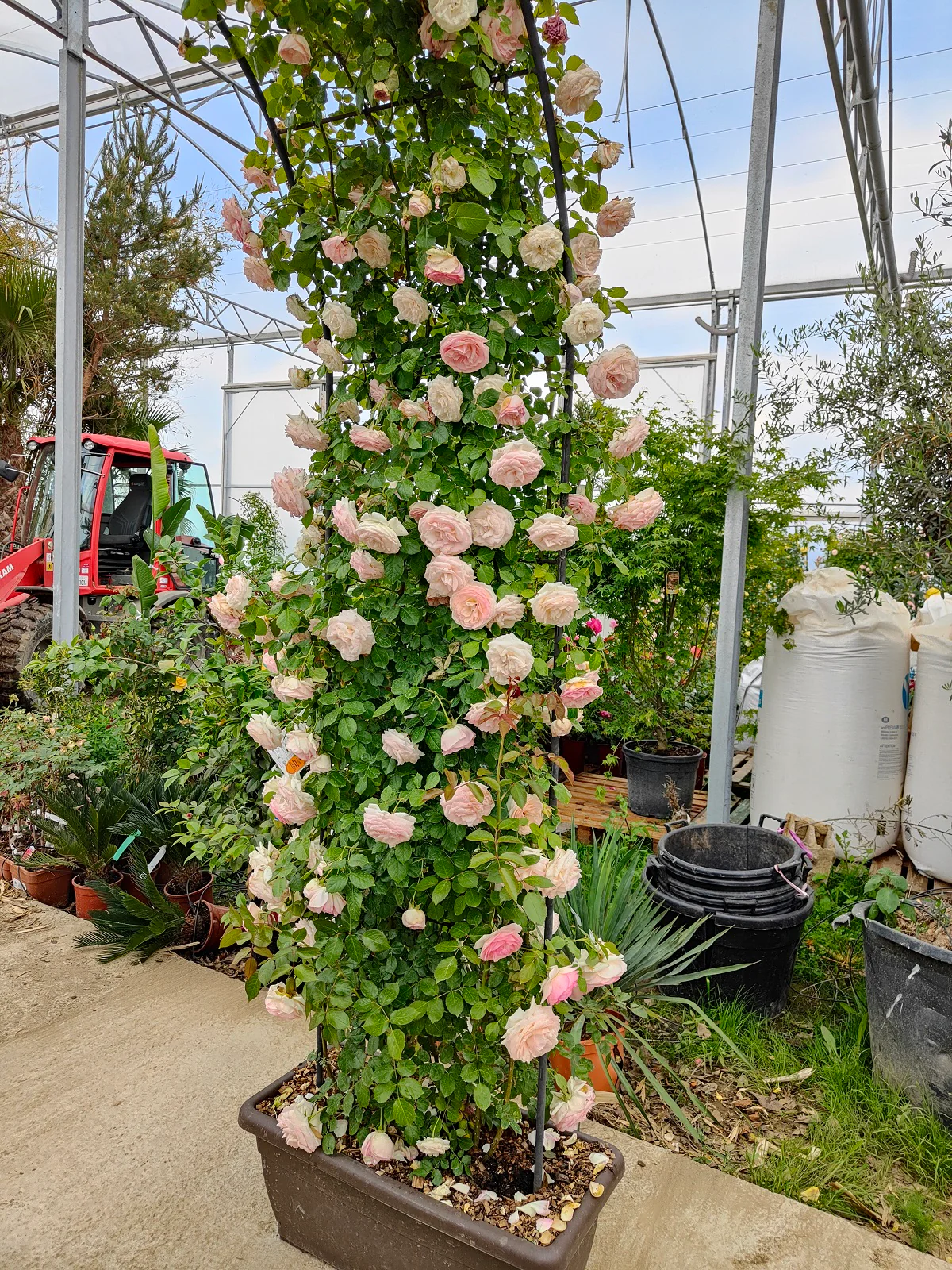 Rosier en arche - Image 3