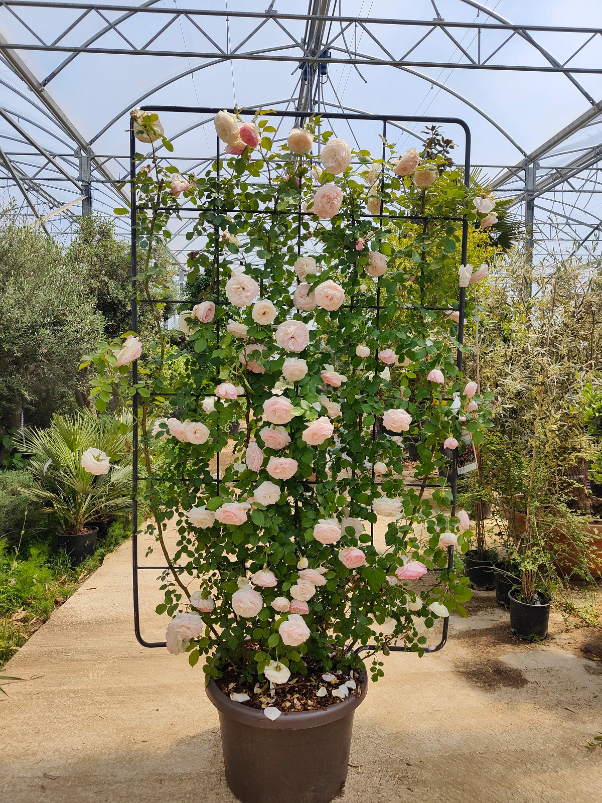 Rosier en Palissade - Image 3