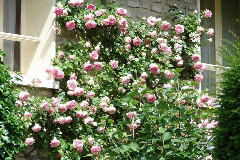 Rosier en Palissade - Image 6