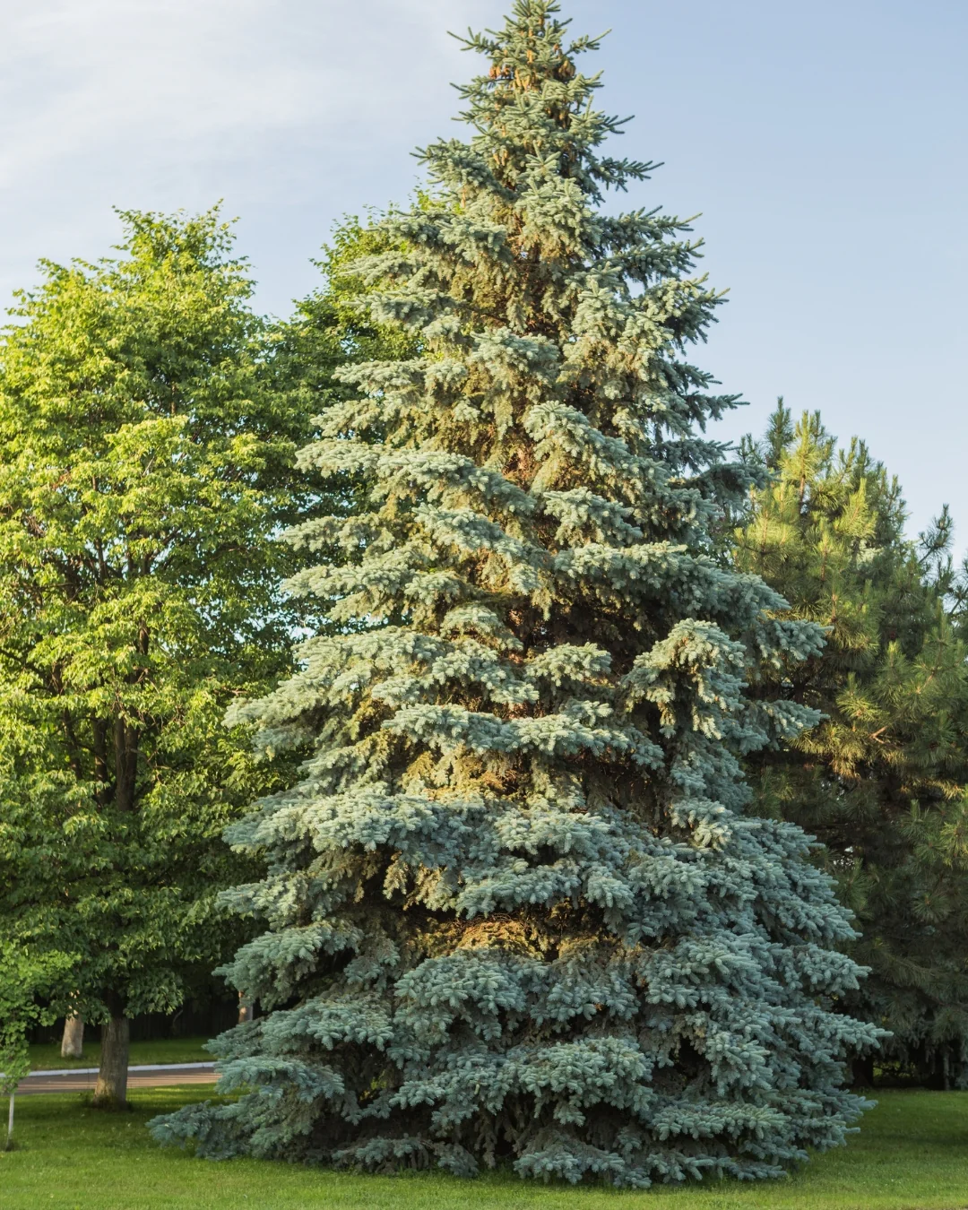 Sapin bleu - Image 3