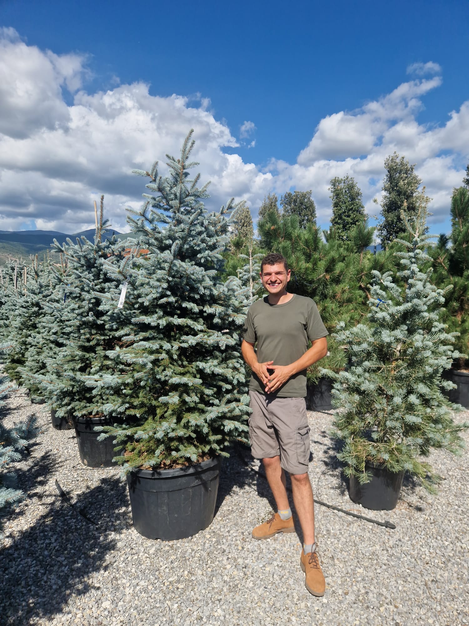 Sapin bleu - Image 6