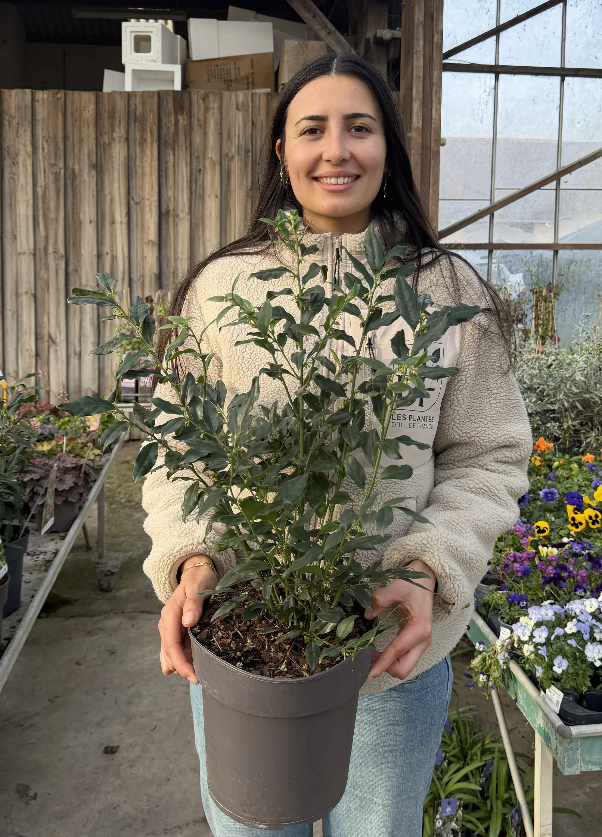 Sarcocoque (Sarcococca) - Image 3