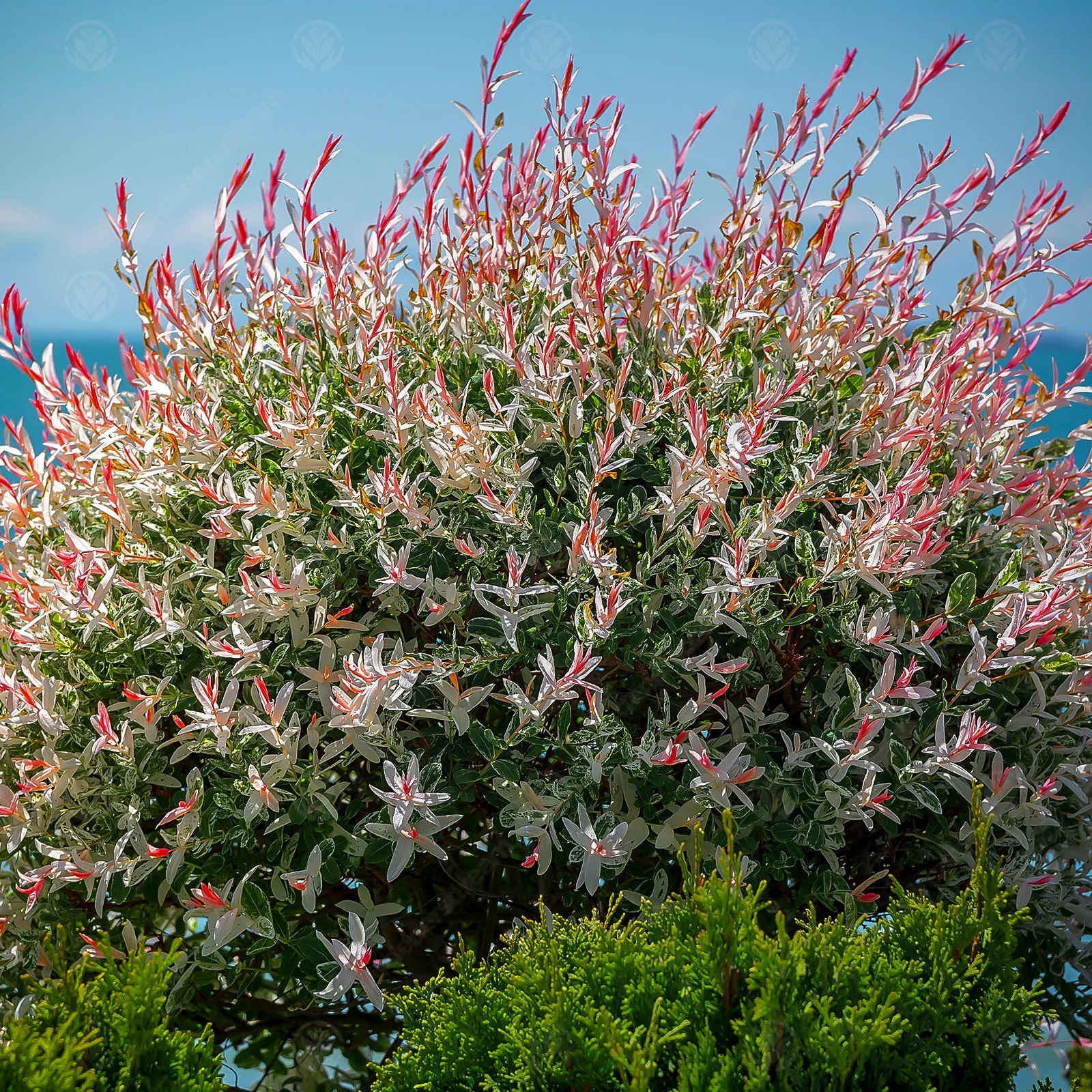 Saule Crevette en tige (Salix Integra Hakuro Nishiki) - Image 2