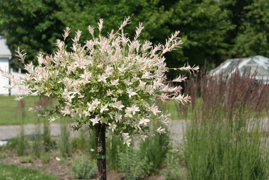 Saule Crevette en tige (Salix Integra Hakuro Nishiki) - Image 3