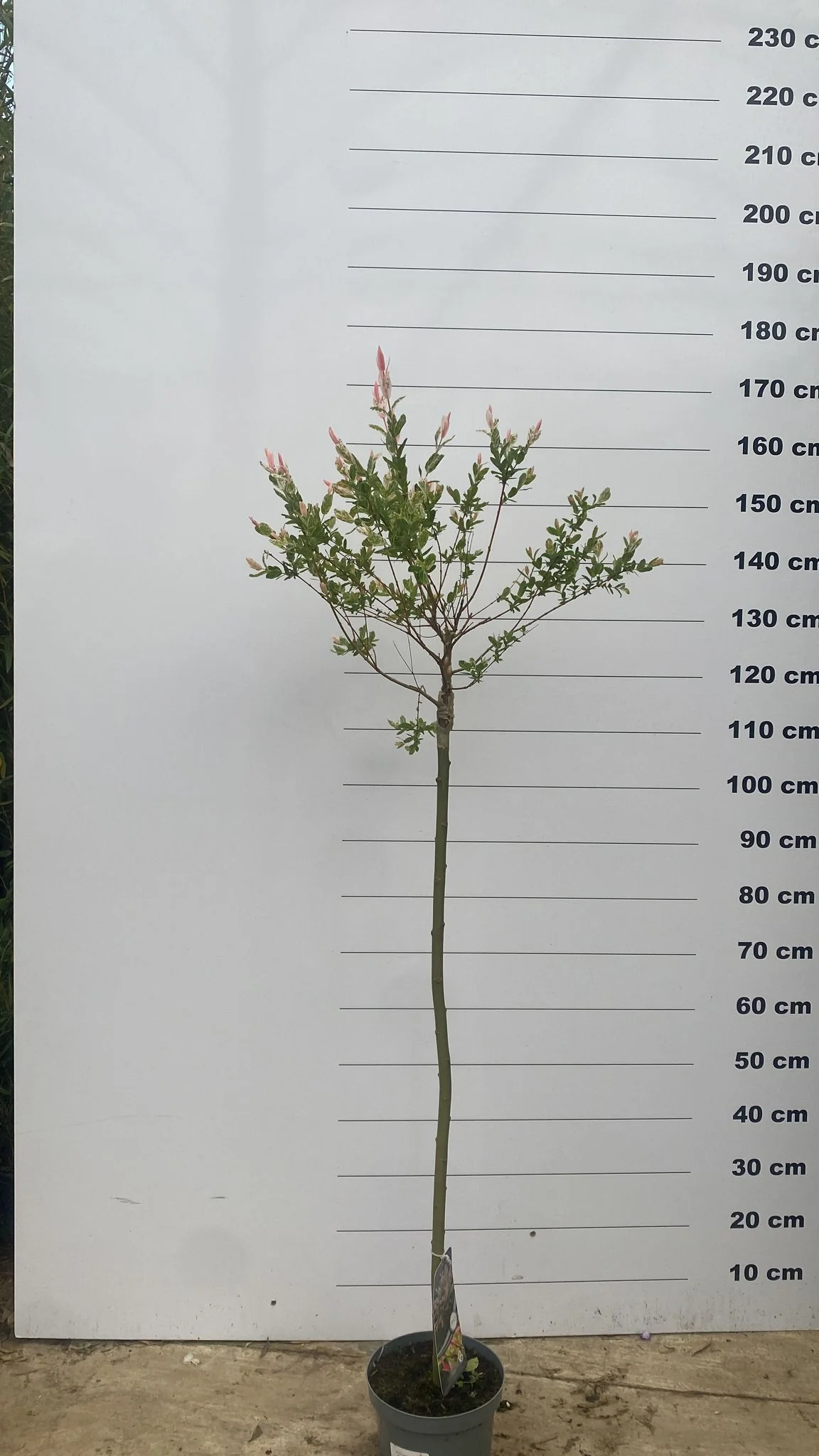 Saule Crevette en tige (Salix Integra Hakuro Nishiki) - Image 5