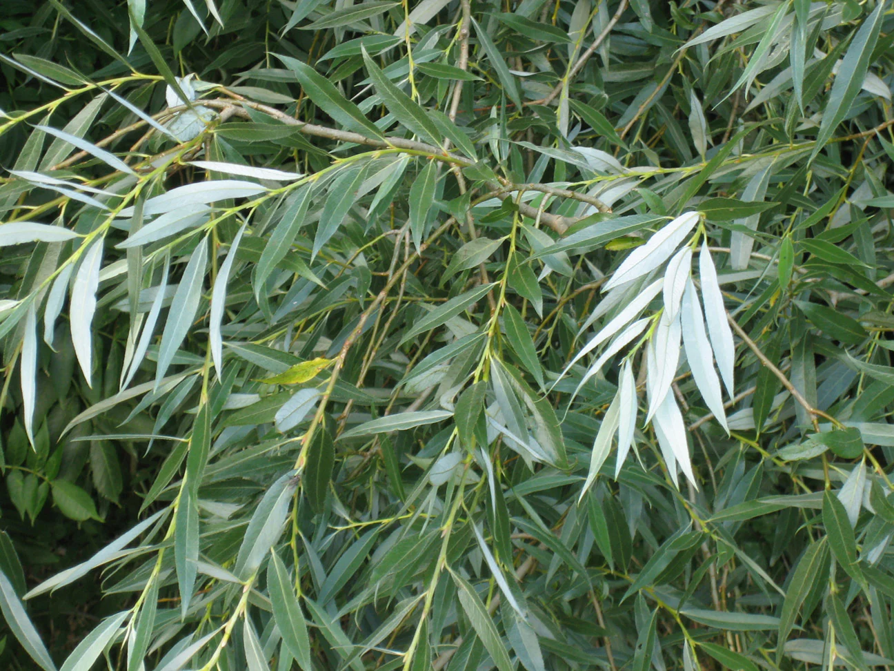 Saule Pleureur (Salix Babylonica) - Image 2