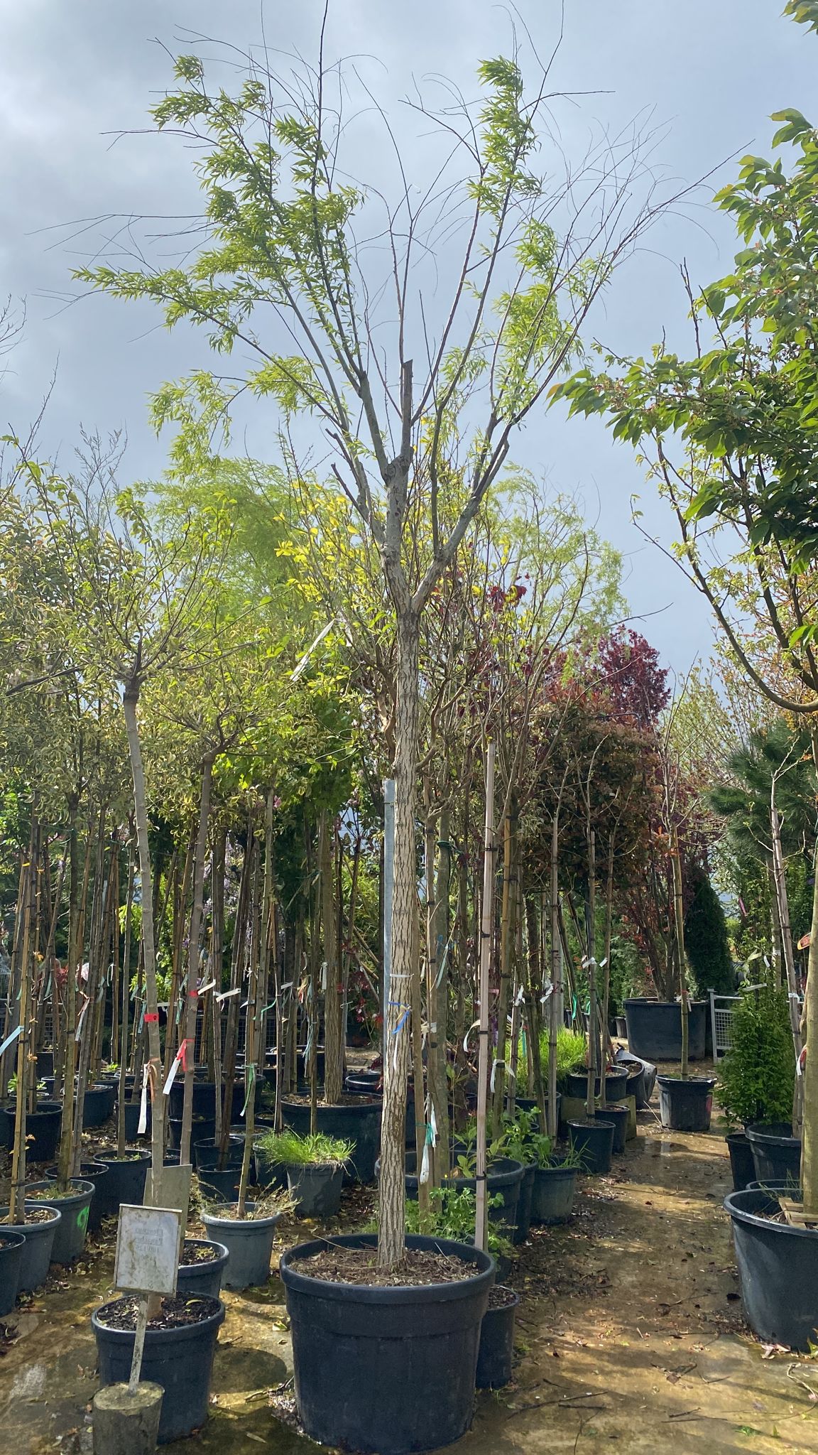 Saule Pleureur (Salix Babylonica) - Image 5