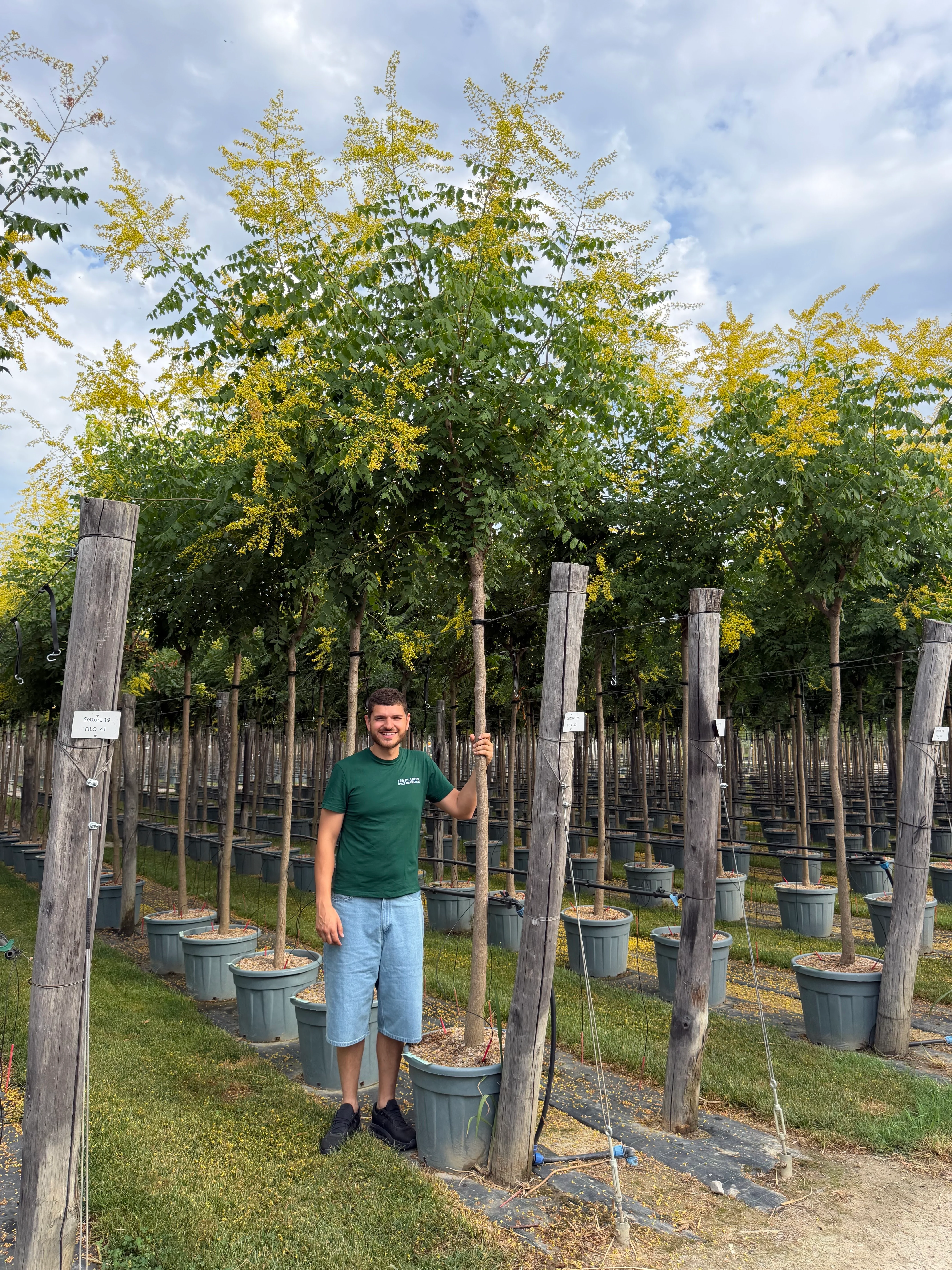 Savonnier de Chine (Koelreuteria paniculata) - Image 3