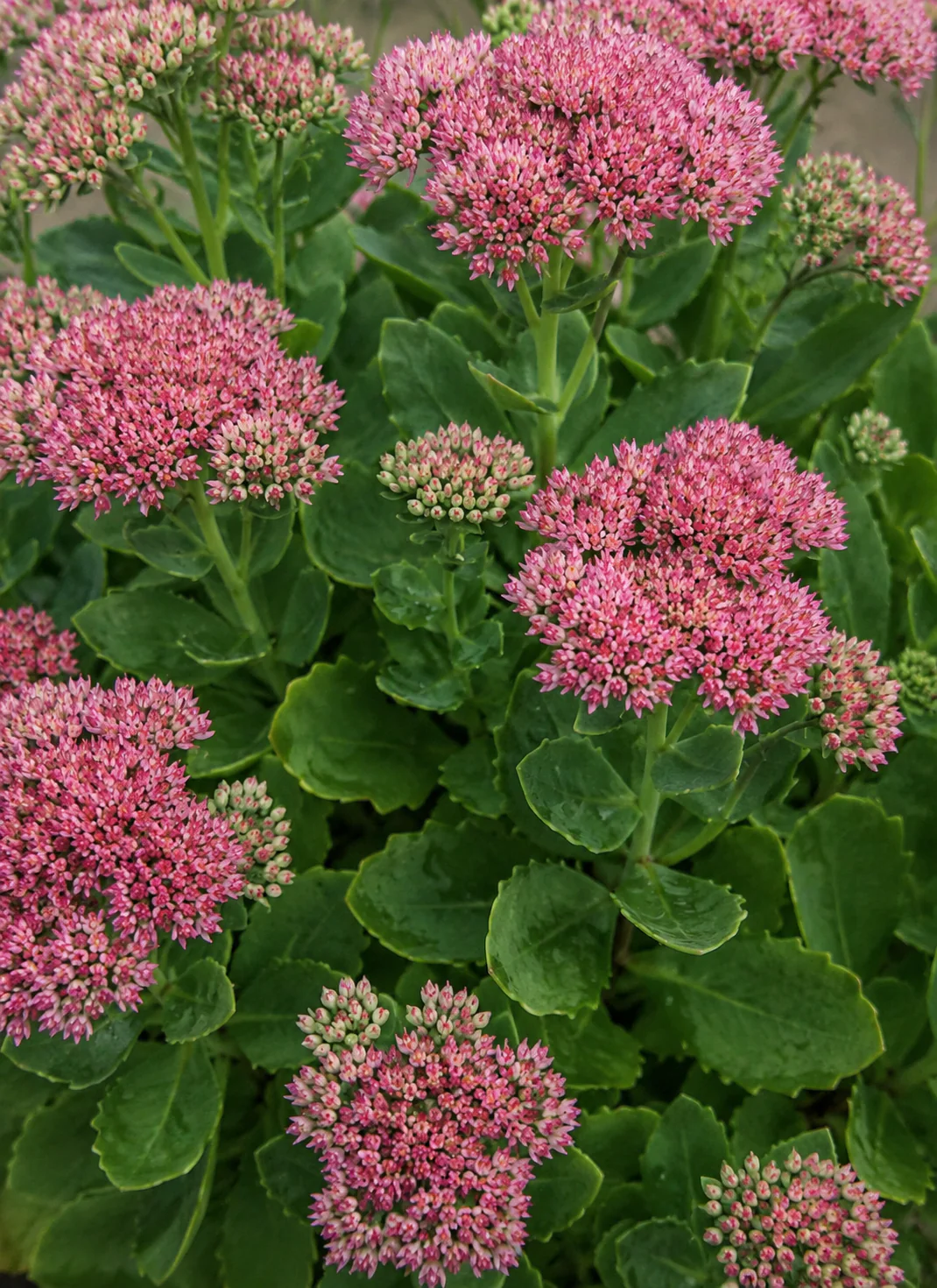 Sedum rose - Image 2