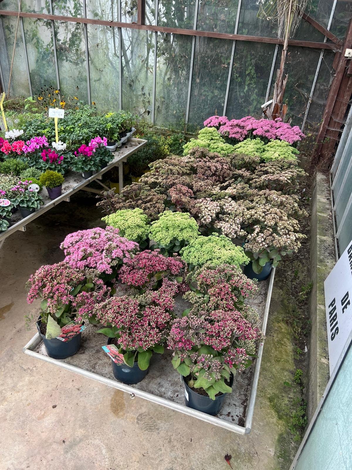 Sedum rose - Image 3