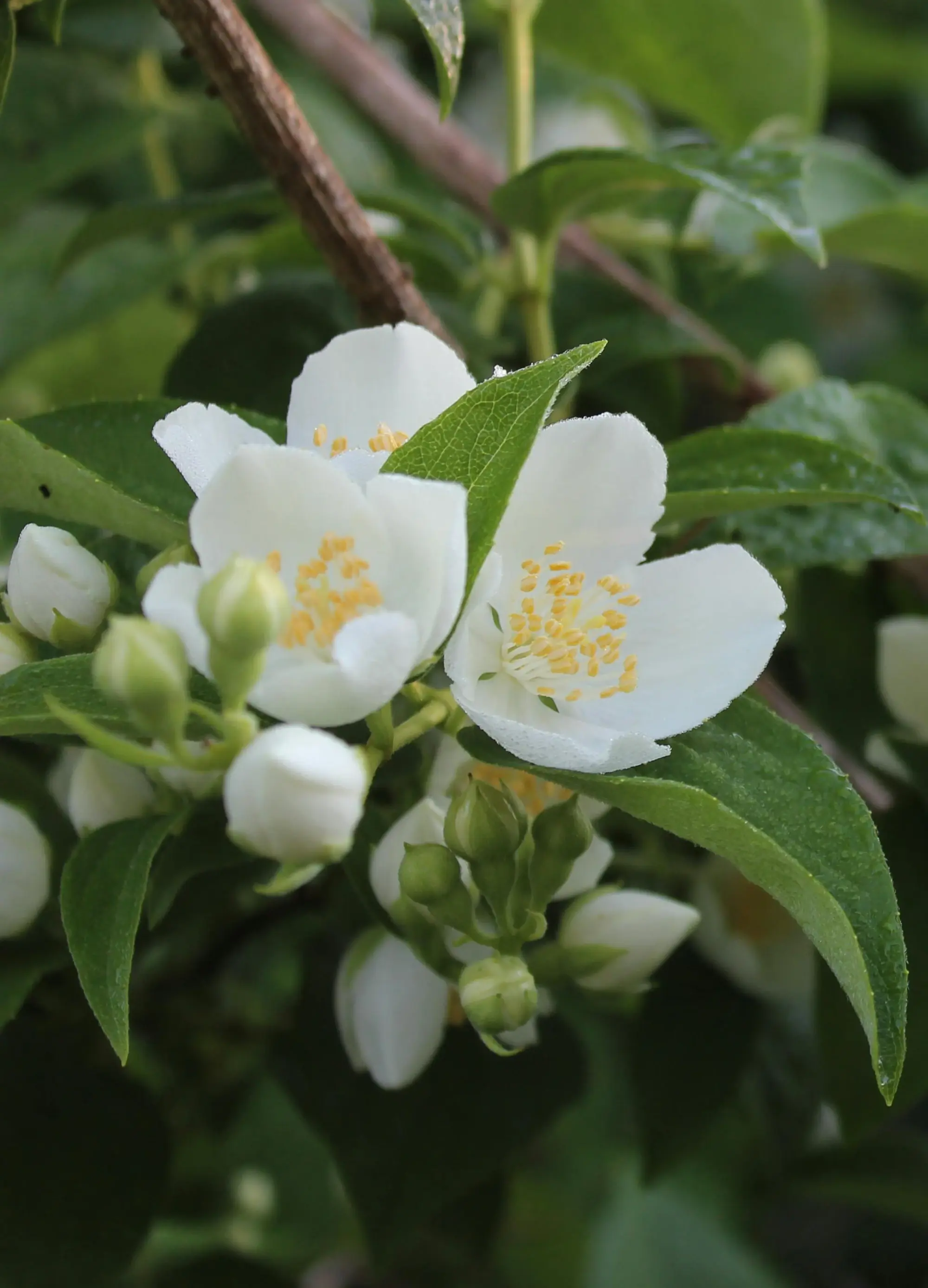 Seringat (Philadelphus) - Image 2