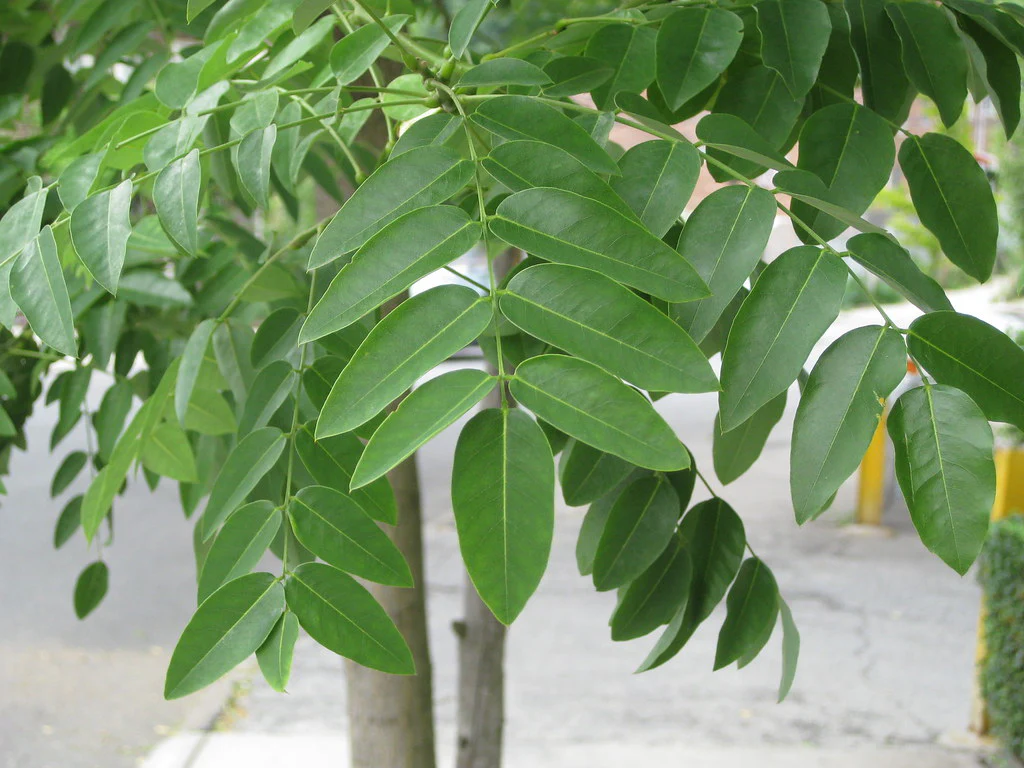 Sophora Pleureur (Sophora japonica Pendula) - Image 2