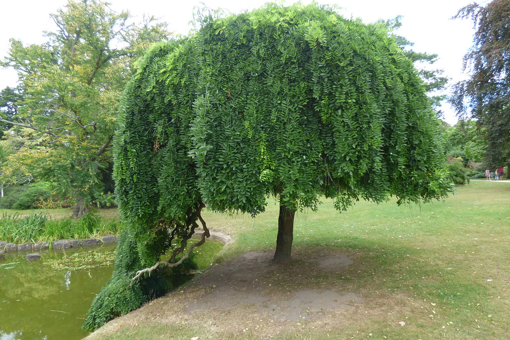 Sophora Pleureur (Sophora japonica Pendula) - Image 3