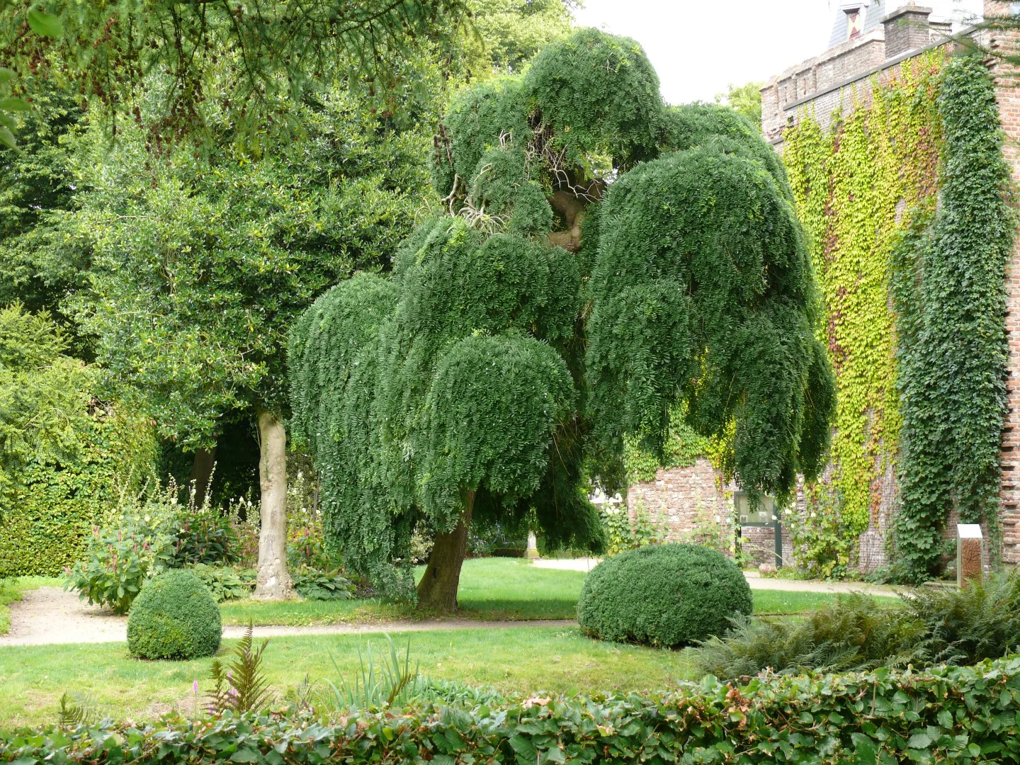 Sophora Pleureur (Sophora japonica Pendula) - Image 4