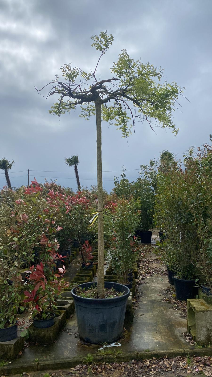 Sophora Pleureur (Sophora japonica Pendula) - Image 5
