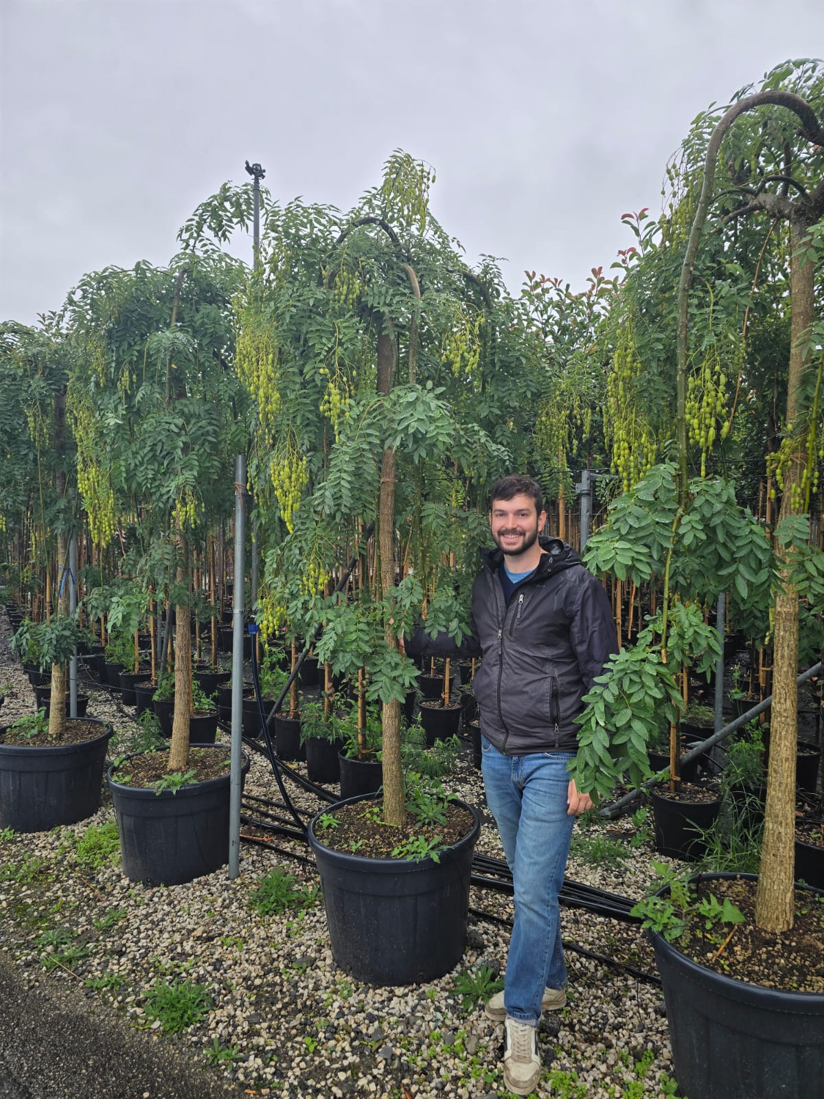Sophora Pleureur (Sophora japonica Pendula) - Image 6
