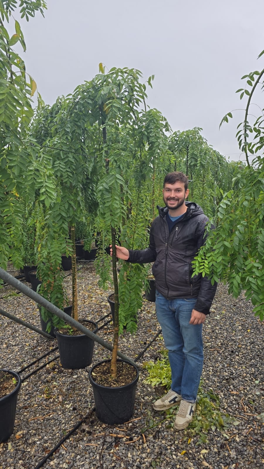 Sophora Pleureur (Sophora japonica Pendula) - Image 8