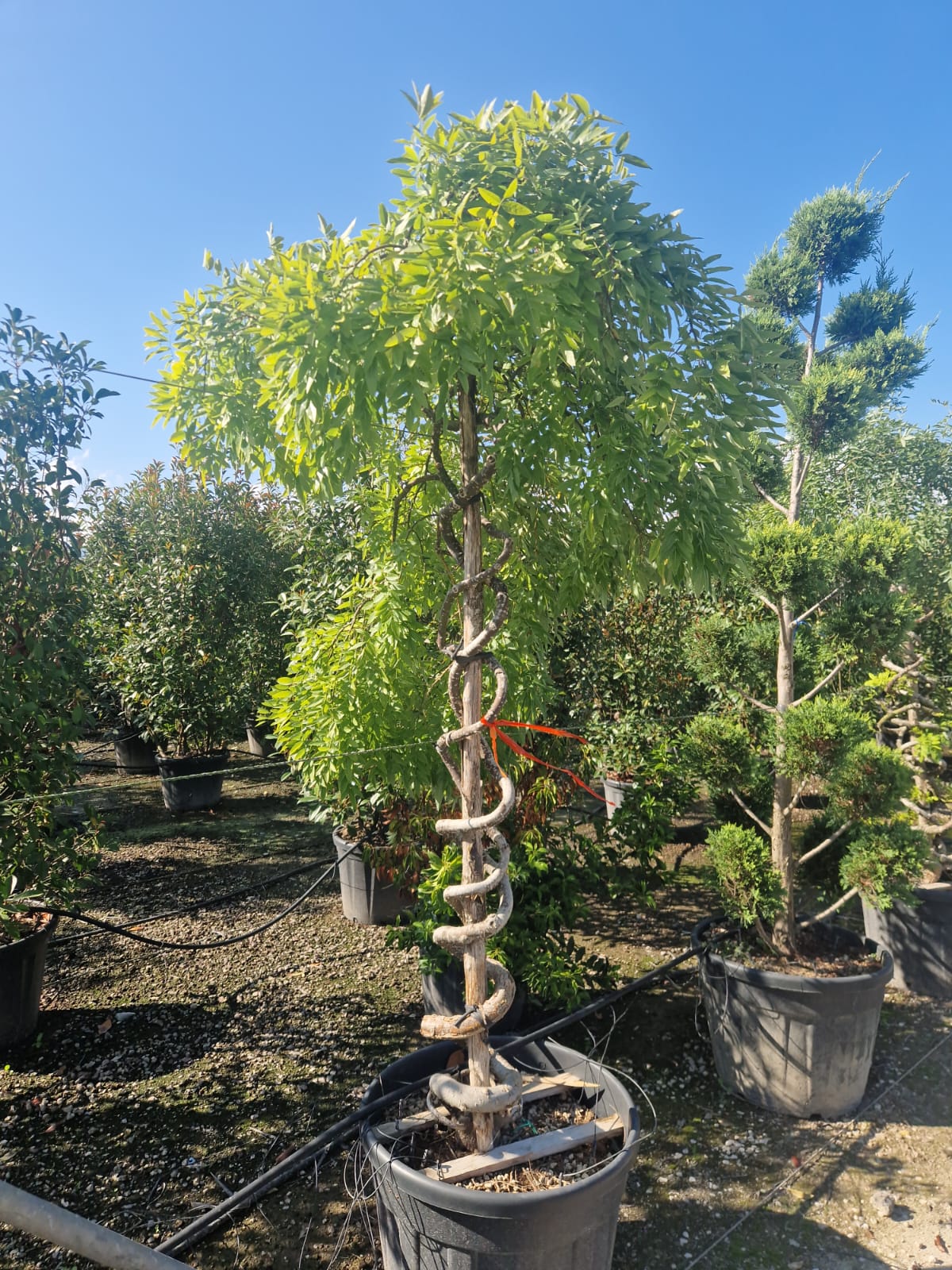 Sophora Pleureur en tronc torsadé - Image 3