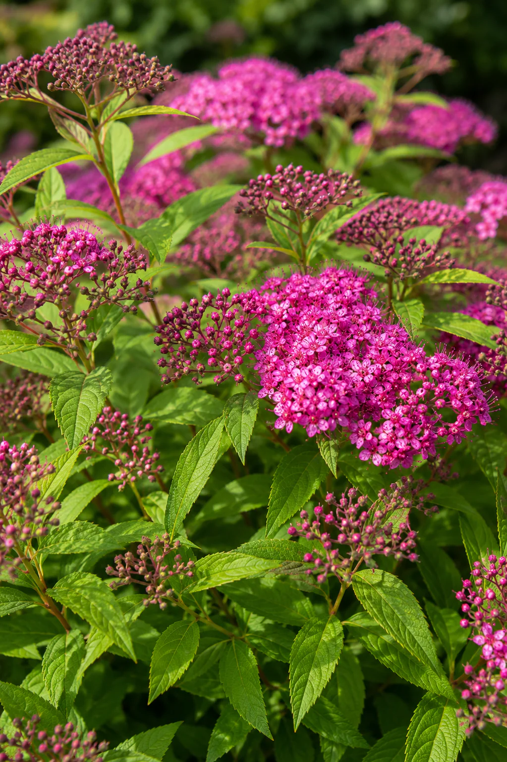Spirée du Japon rose - Image 2