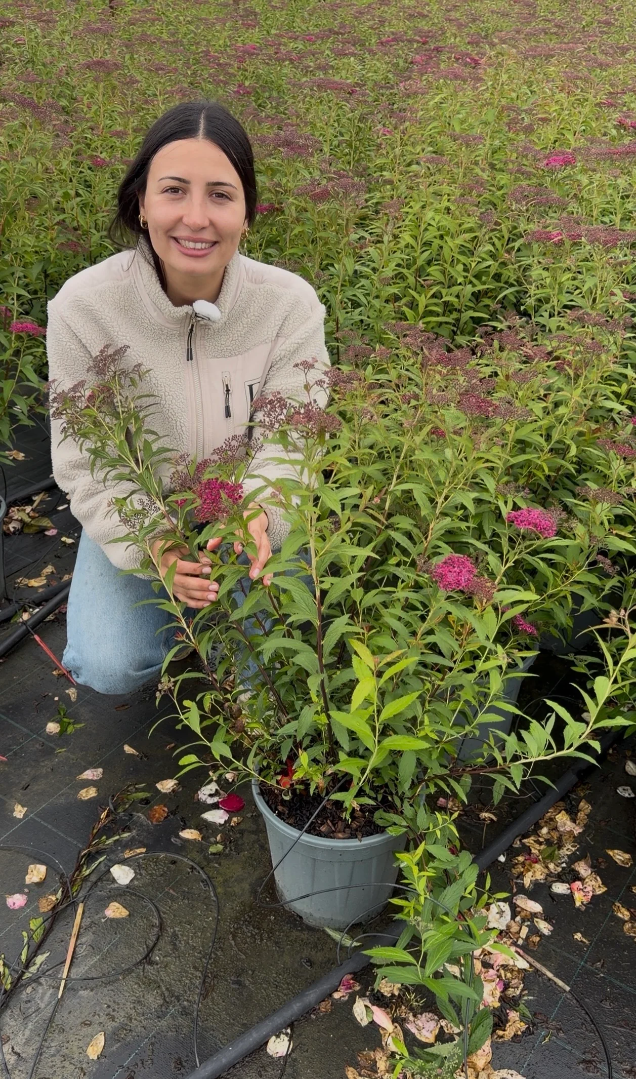Spirée du Japon rose - Image 3