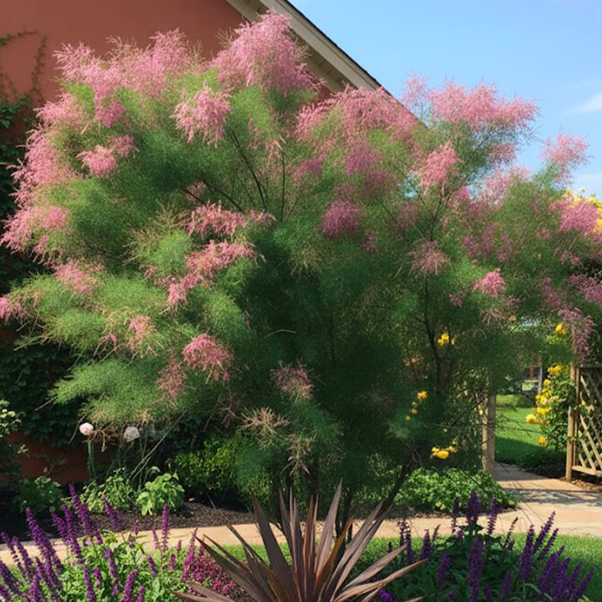 Tamaris en Demi tige (Tamarix)