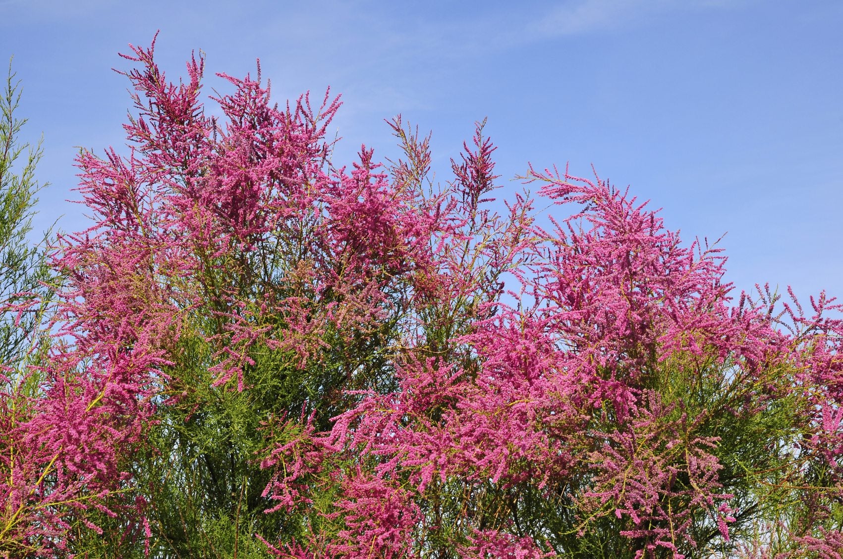 Tamaris en Demi tige (Tamarix) - Image 2