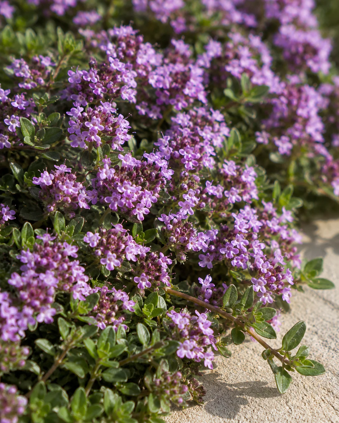 Thym Rampant (Thymus serpyllum Serpolet) - Image 3