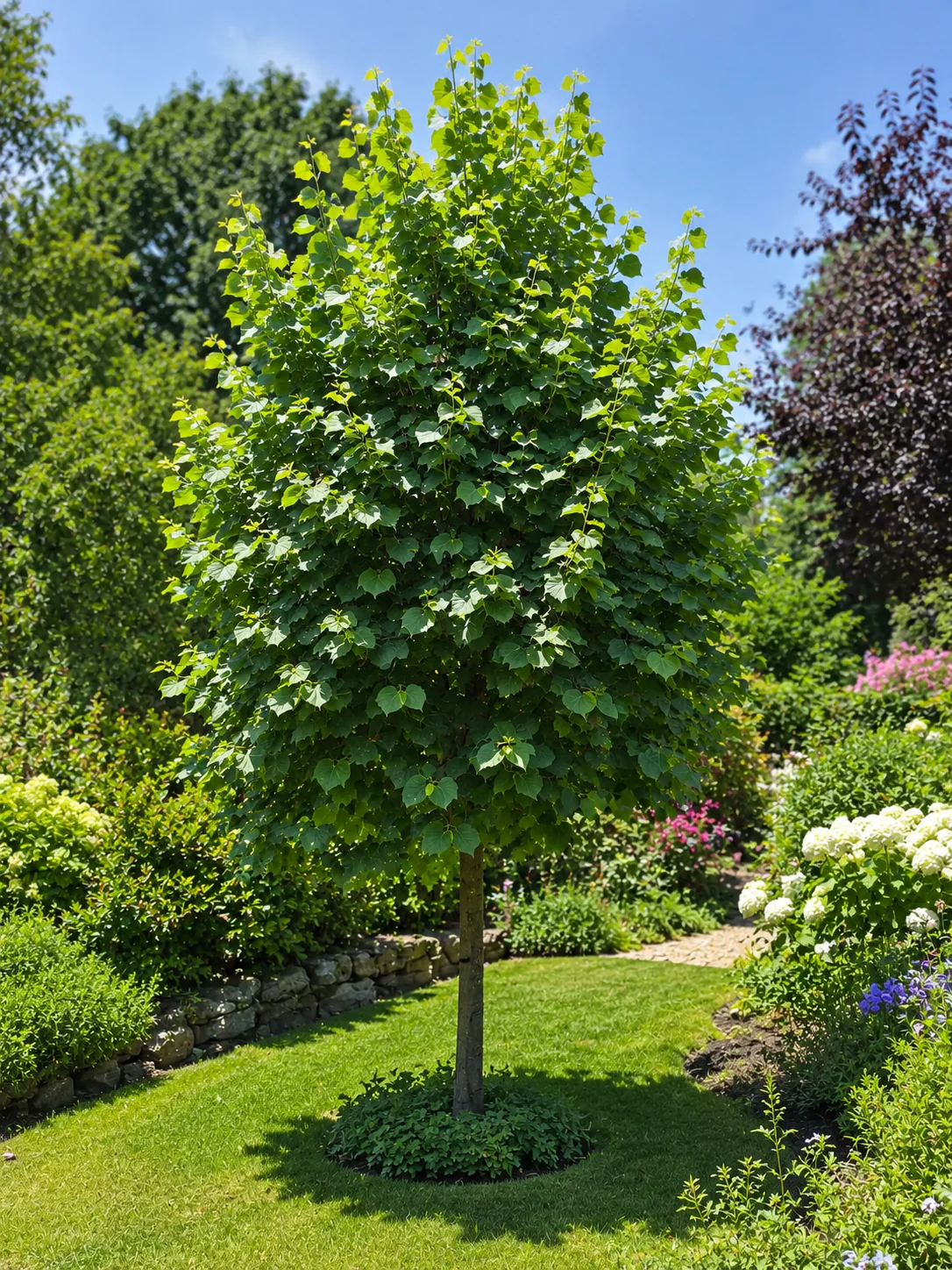 Tilleul d'Europe (Tilia Europaea Pallida)