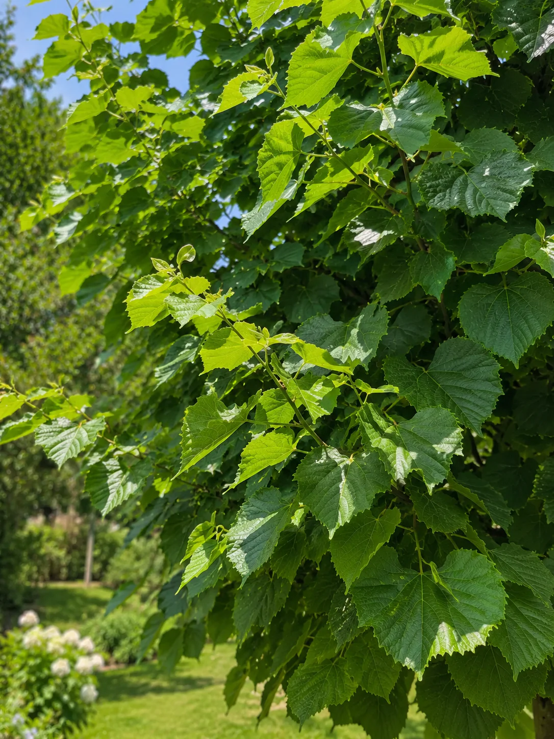 Tilleul d'Europe (Tilia Europaea Pallida) - Image 2