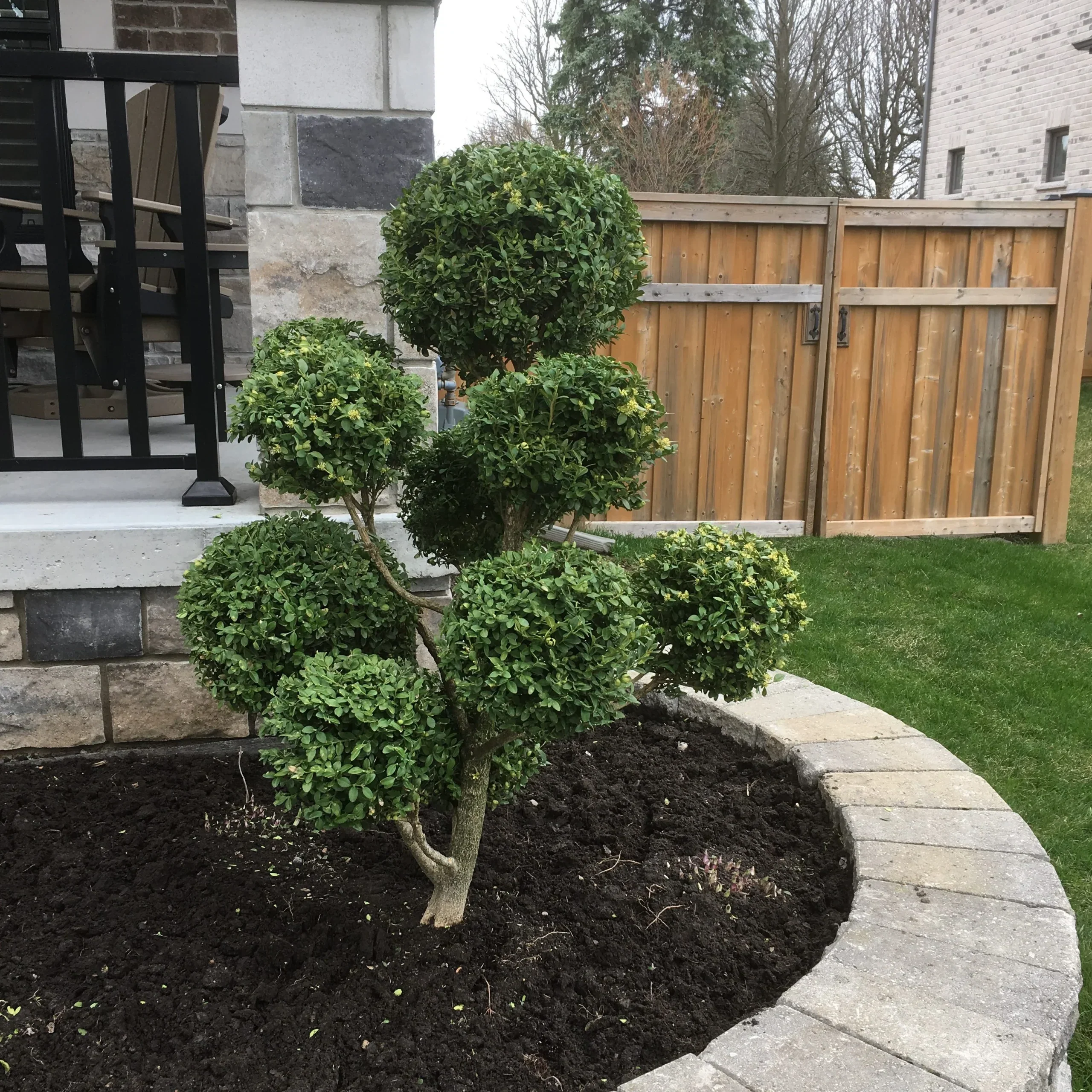 Topiaire en pompons - Image 3