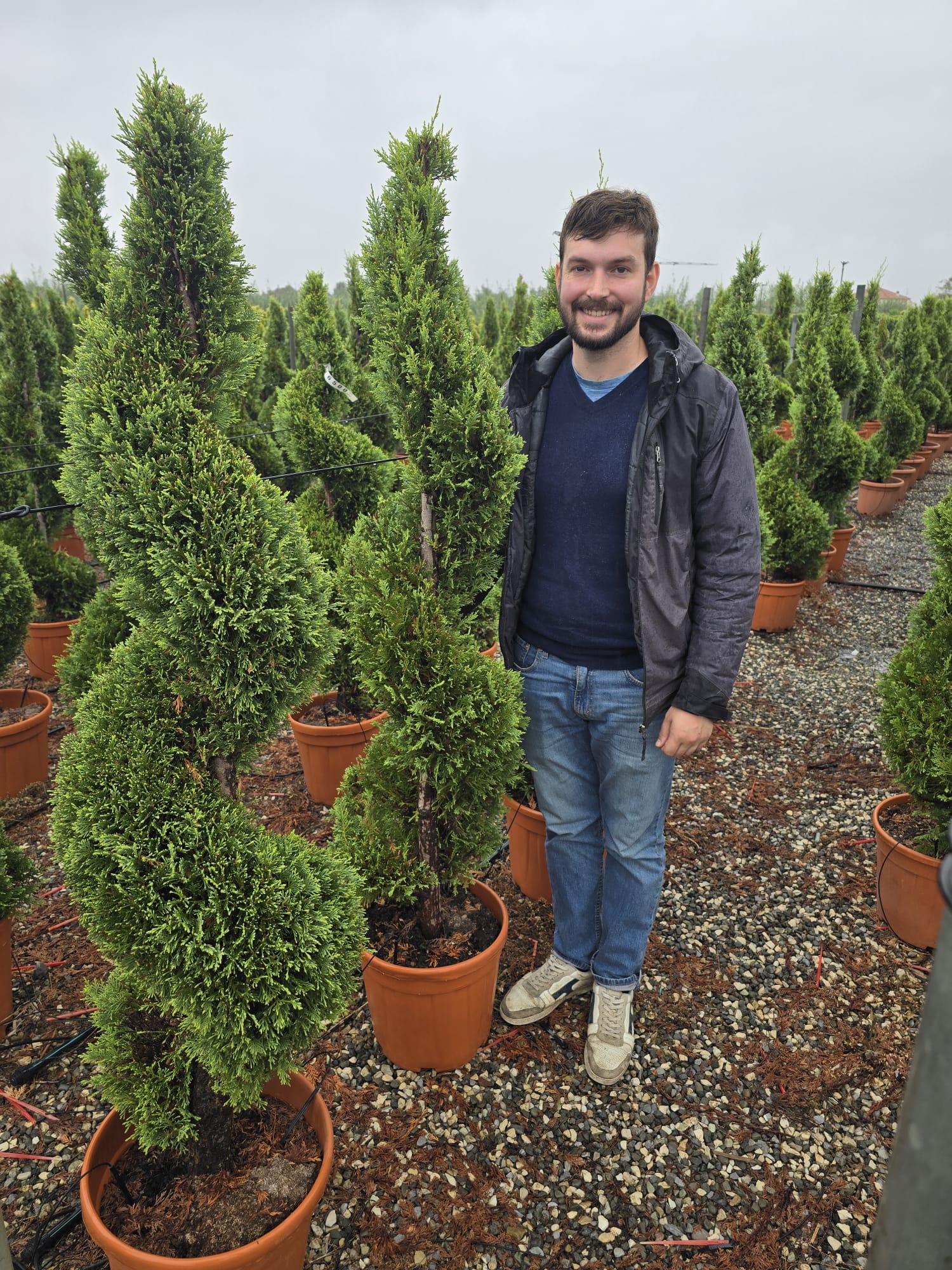 Topiaire en spirale - Image 15