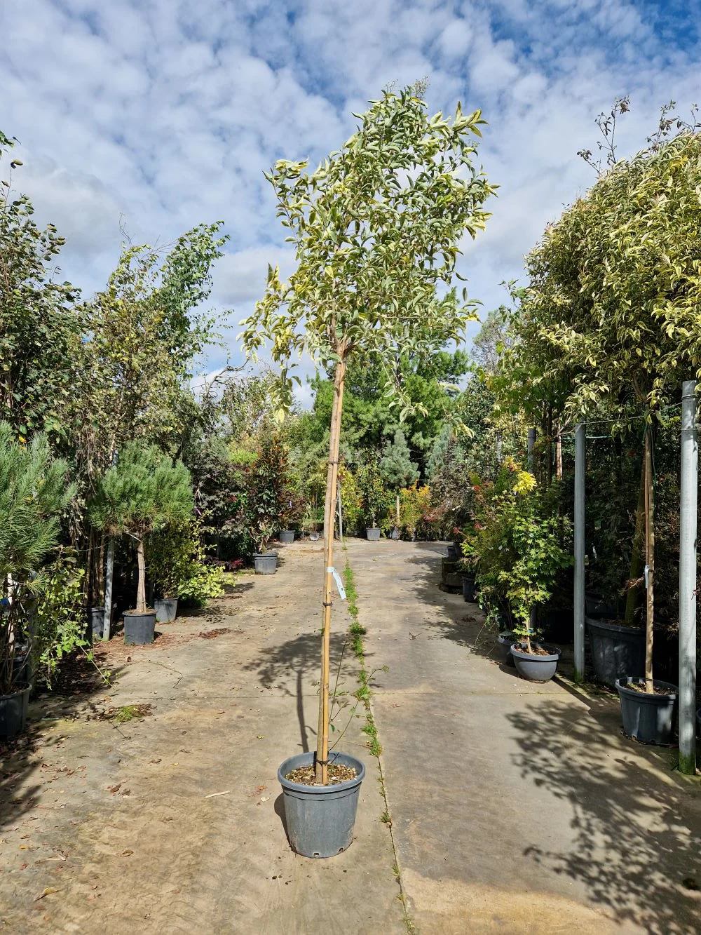 Troène du Japon Panaché en touffe (Ligustrum Japonicum 'Excelsum Superbum') - Image 5