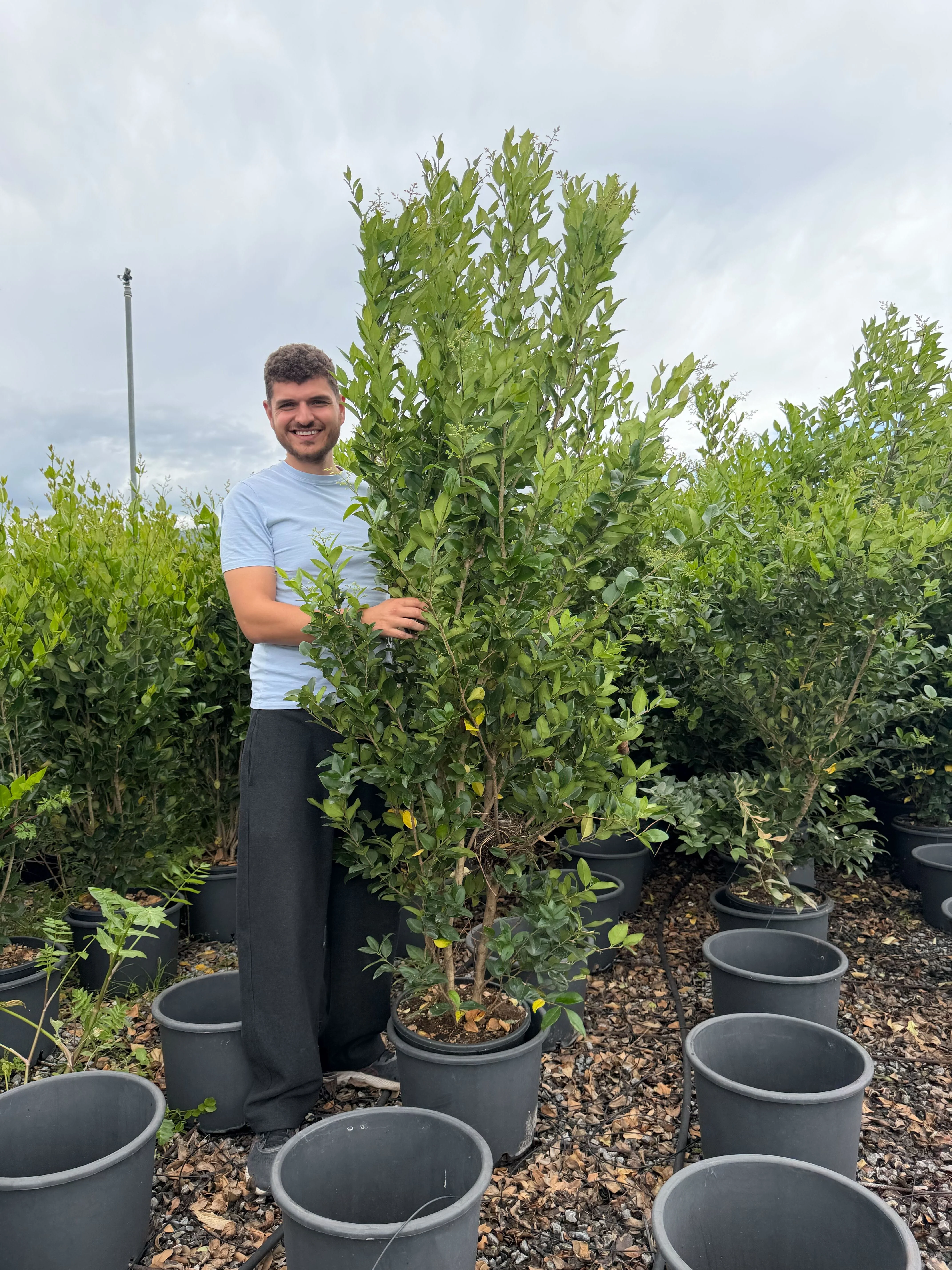 Troène du Texas Fastigié (Ligustrum japonicum Texanum) - Image 3
